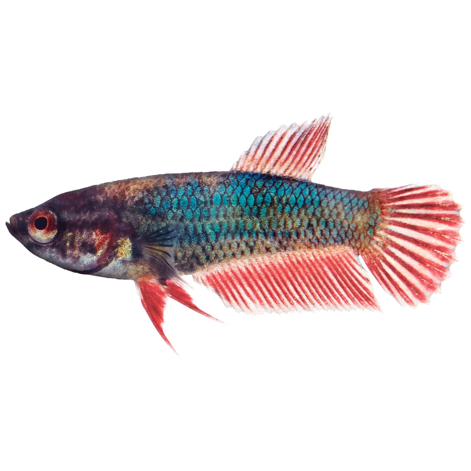 Baby male 2025 betta fish