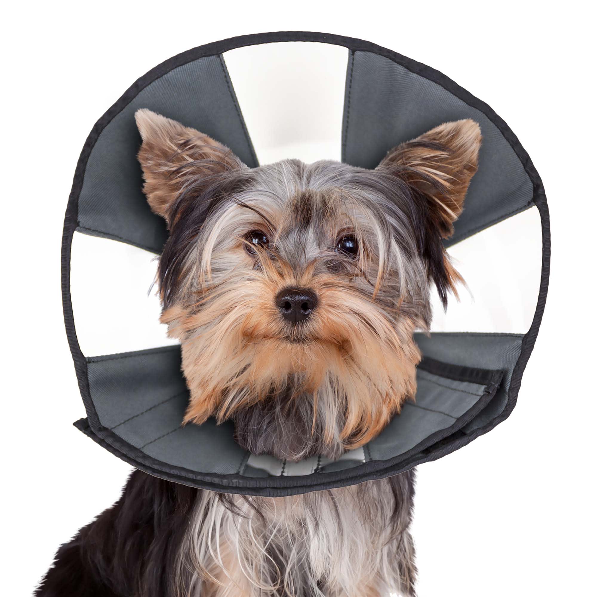Comfy Cone Soft Pet Recovery Collar – Deaf Dogs Rock