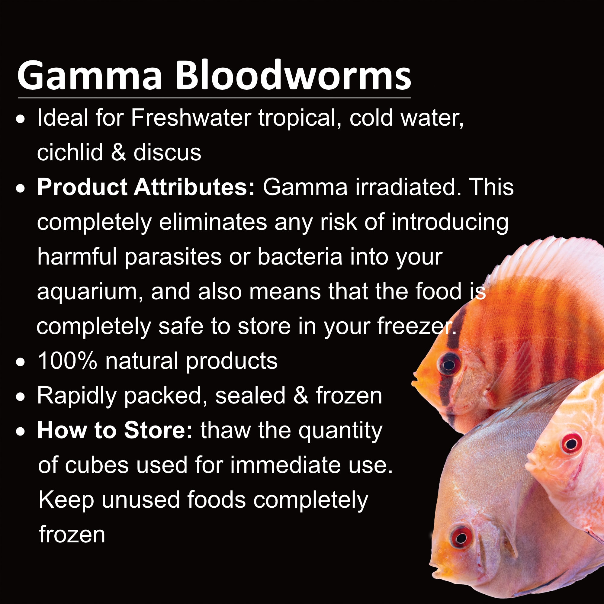 Aquatic Fish FROZEN BLOOD WORMS, Packaging Type: Packet at Rs 75