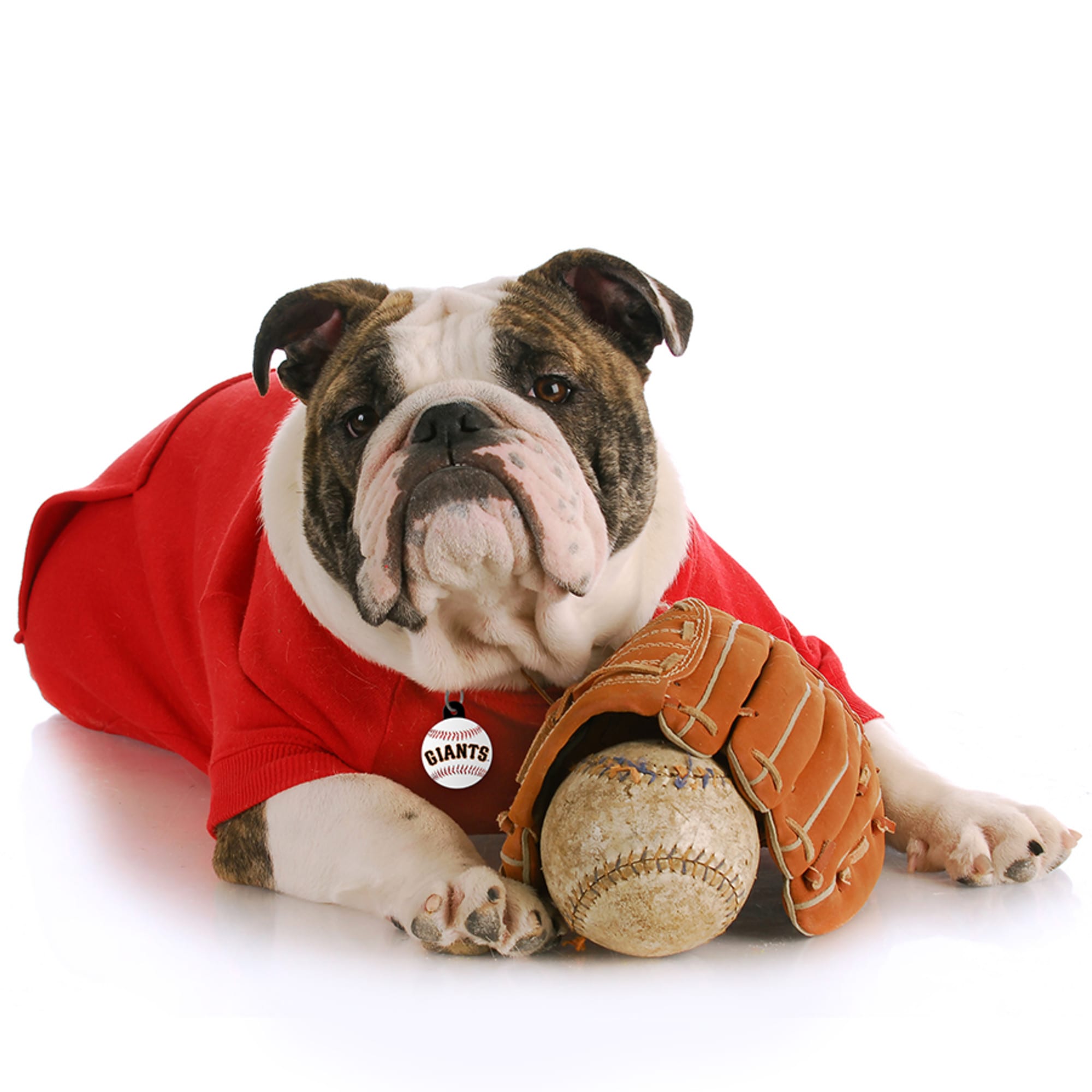 New York Yankees MLB Custom Engraved Dog ID Tag - Round – PupLife Dog  Supplies