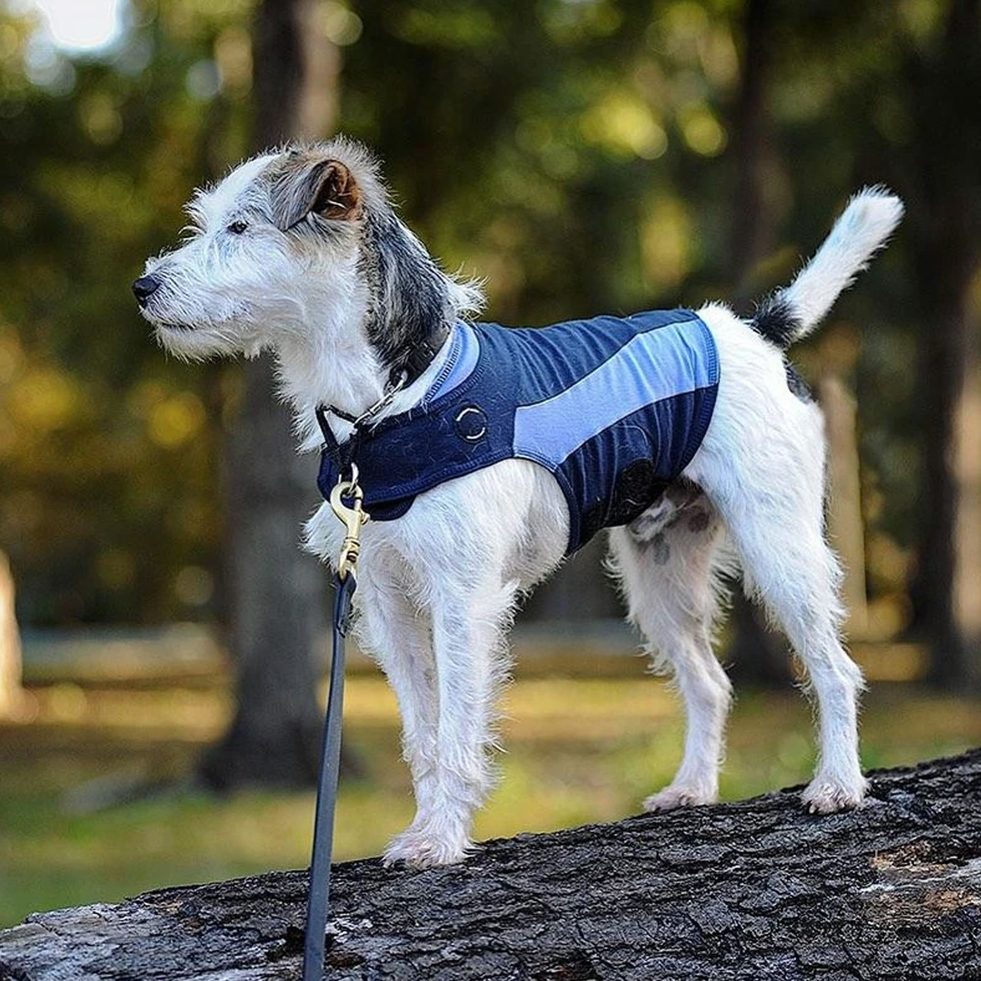 ThunderWorks Thundershirt Blue Polo Dog Anxiety Solution Small