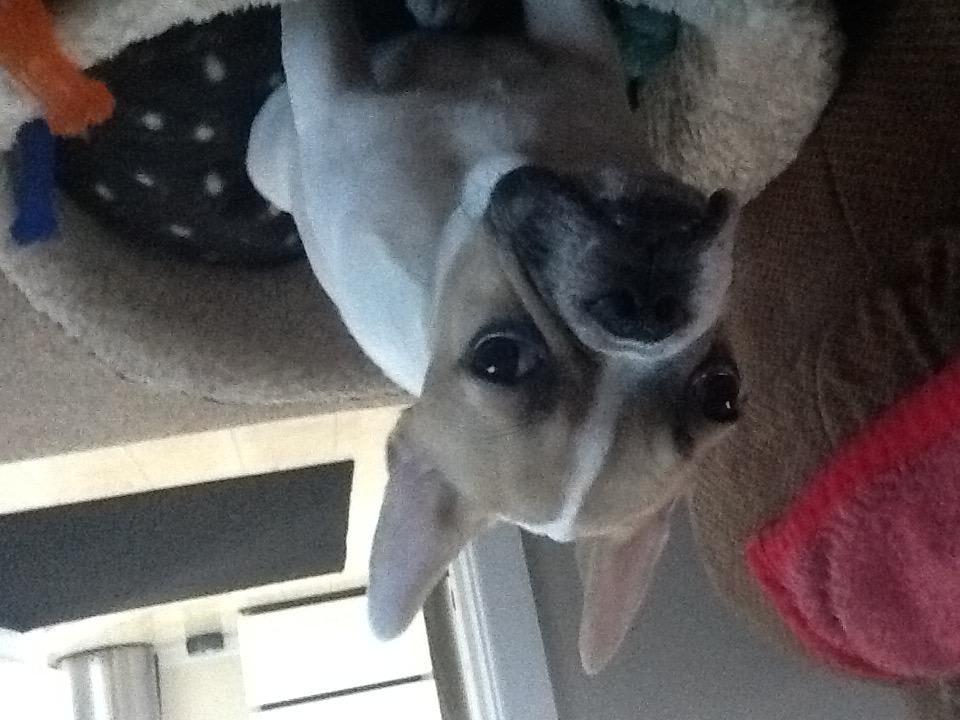 Visual Reference: What High Quality Kibble For My 6 Month Old French