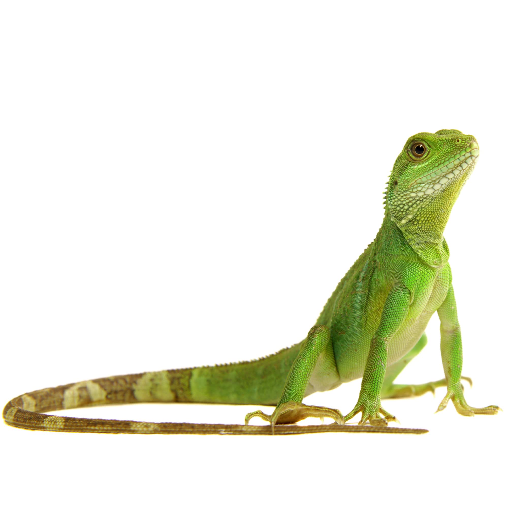 Water dragon hot sale reptile