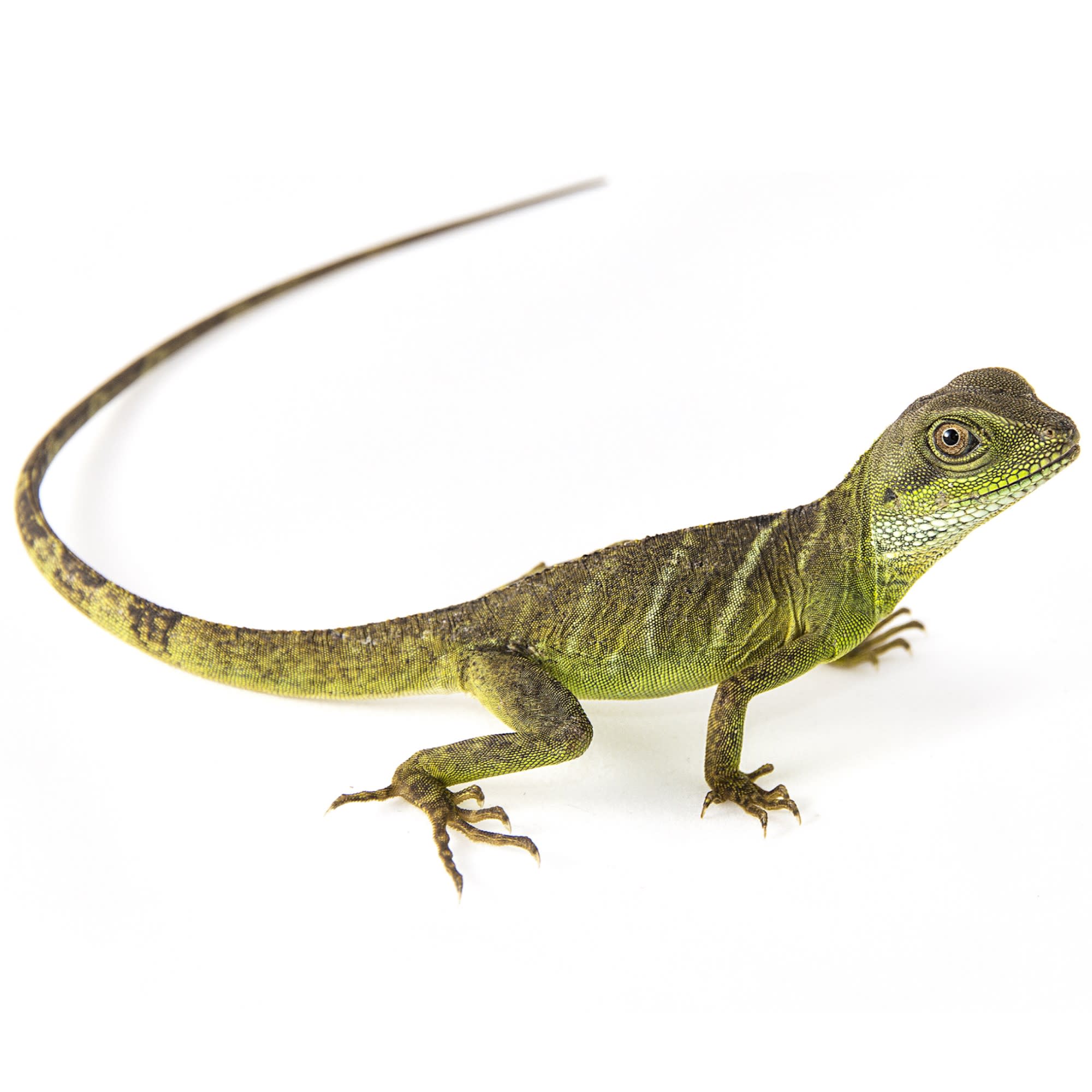 Petco Chinese Water Dragon Arboreal Omnivore Lizard