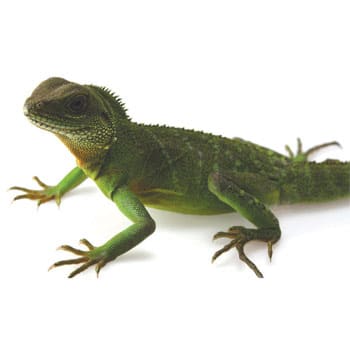 types of lizards at petco
