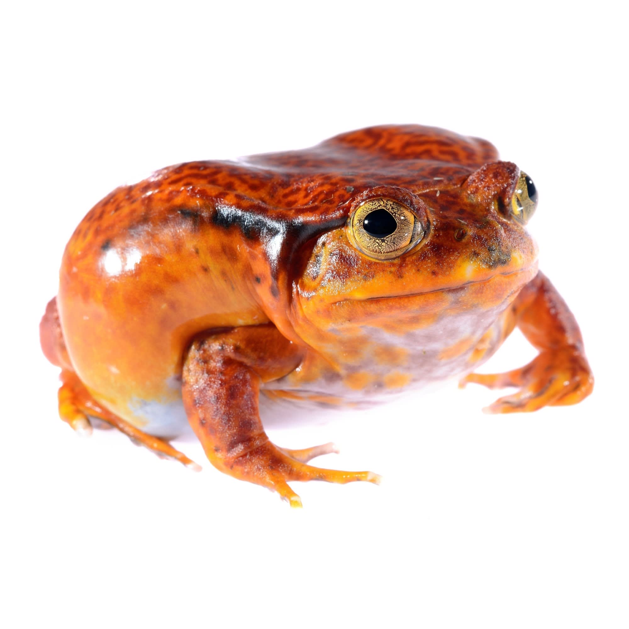 Tomato sales frog petco