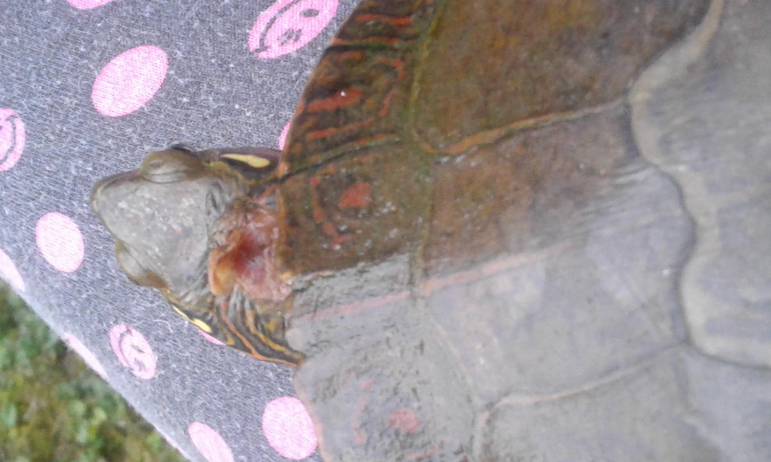Why is my turtle's shell soft & has a head spot? Is it contagious? | Petco