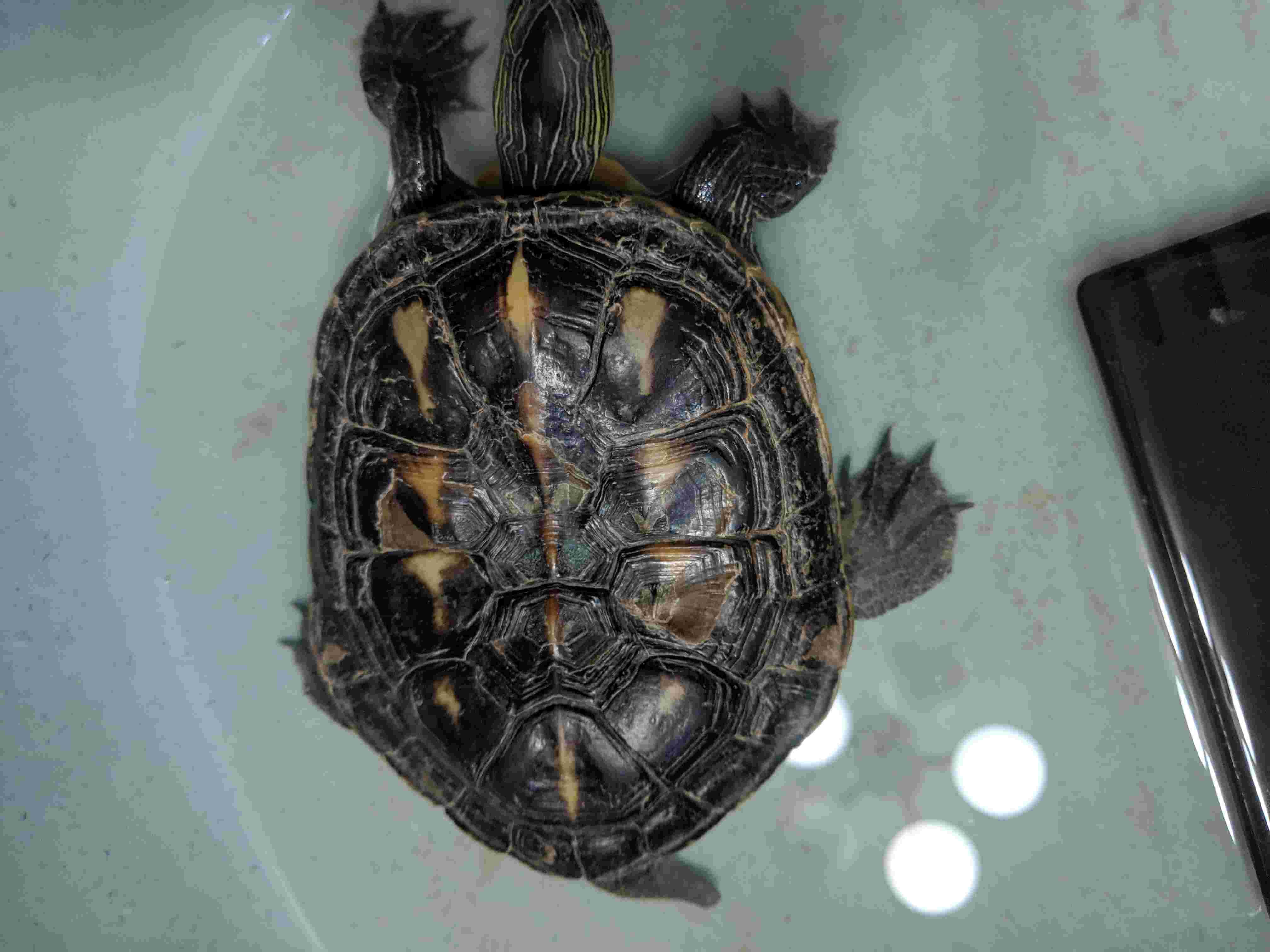 Yellow Belly Slider Shell Changing Color? Is it Rot or Shedding? | Petco