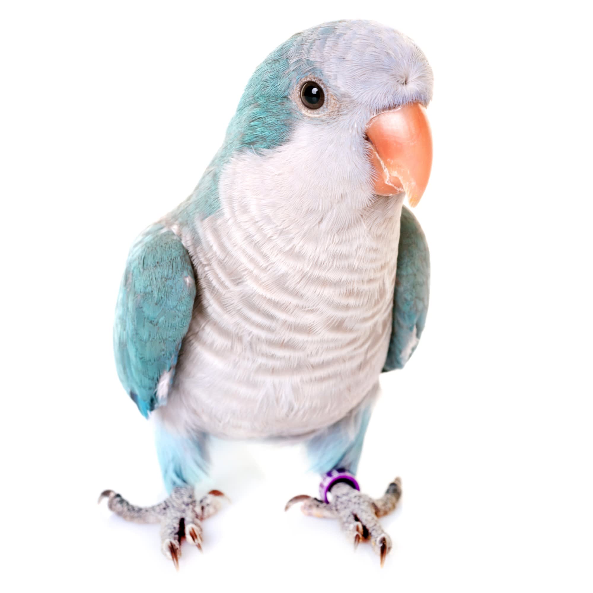 Quaker parrot hot sale stuffed animal