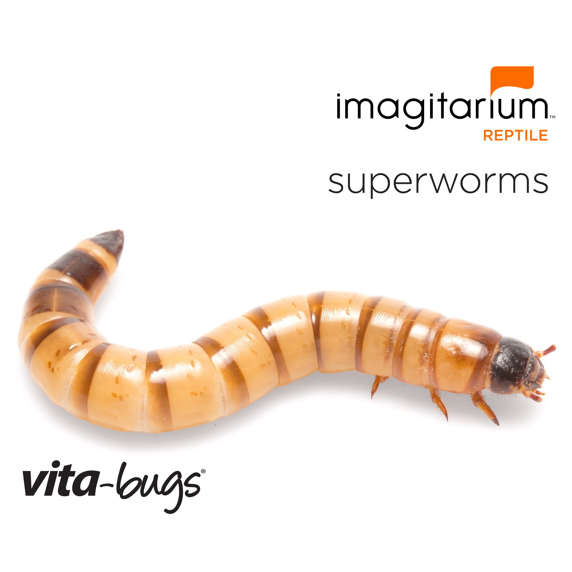 Large order of Wax worms (50) limit 100