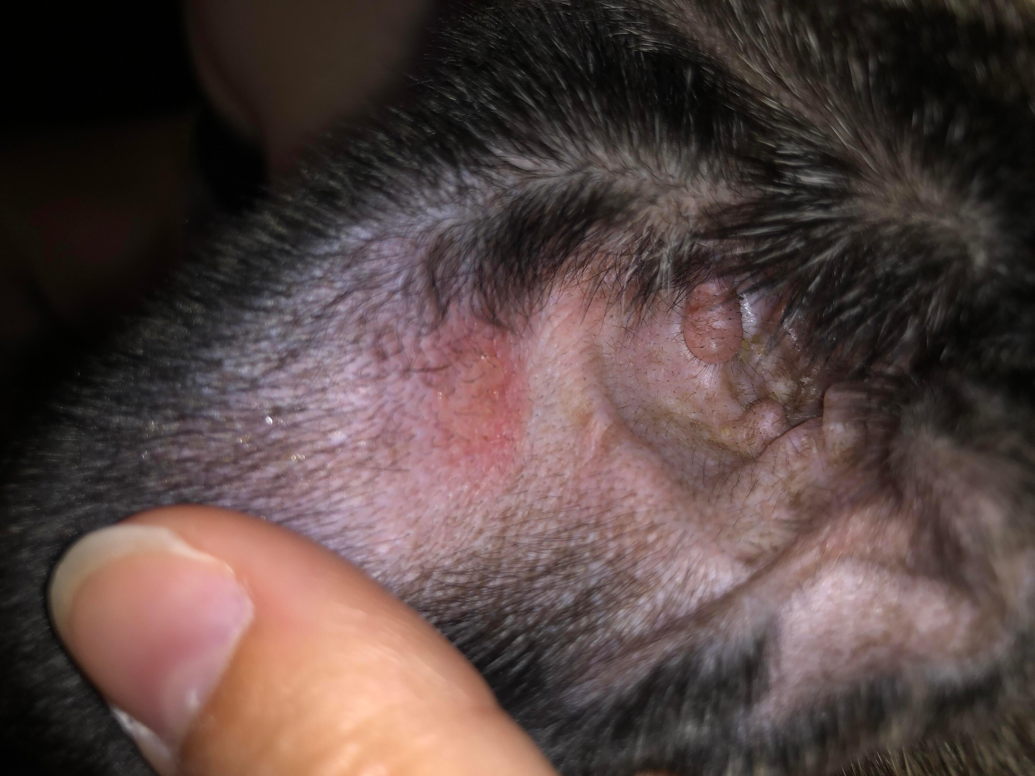 Dog has red, crusty, itchy ear spot. Should I see a vet? | Petco