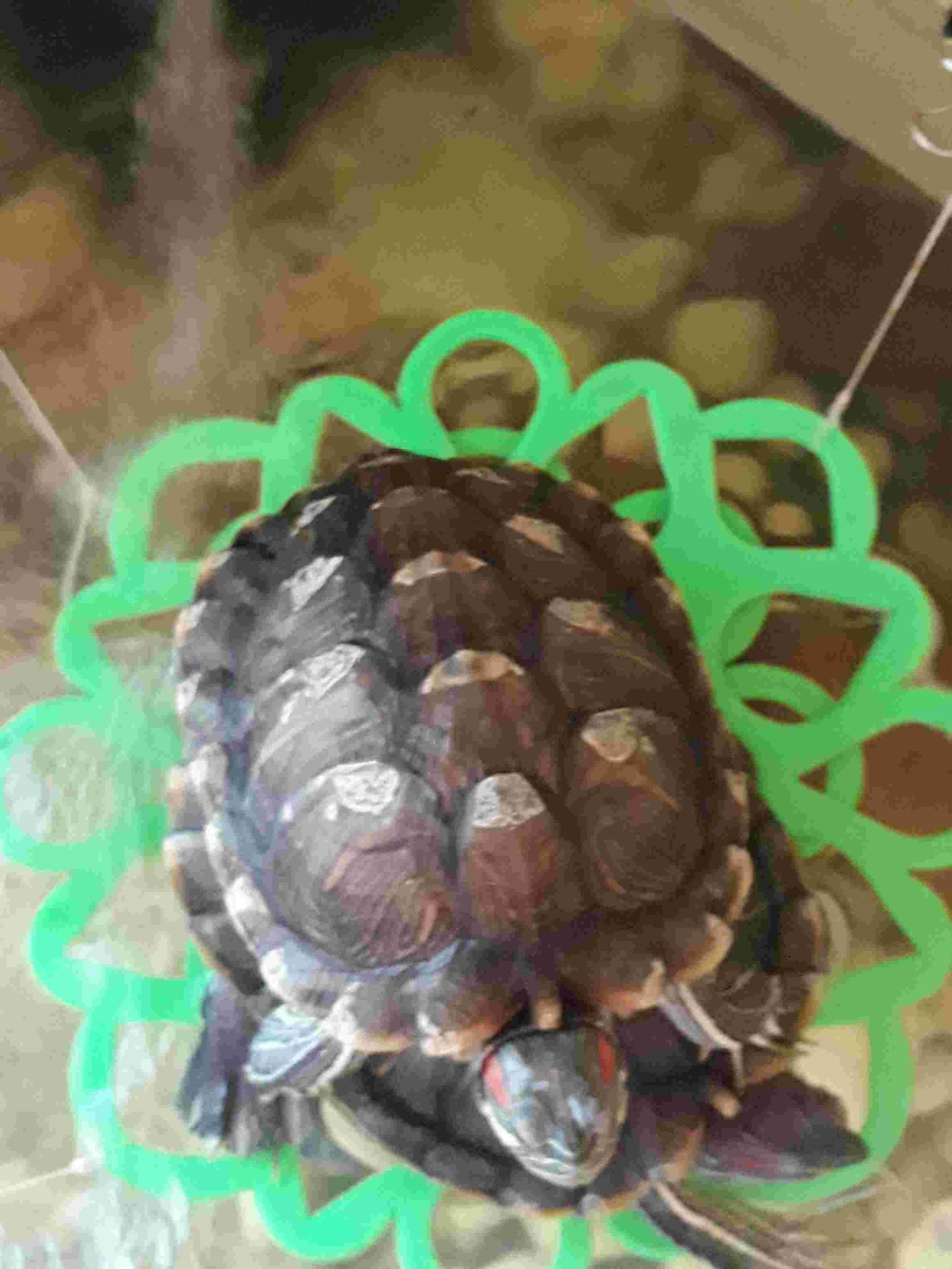Red Ear Slider Shell White When Dry, Normal in Water? Problem? | Petco