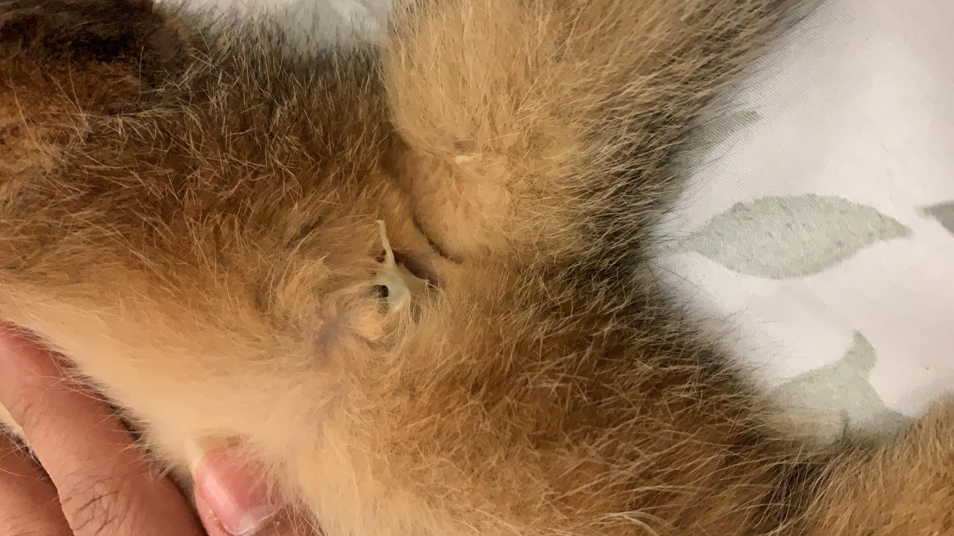 My 1-year-old female cat has weird discharge. Heat or serious? | Petco