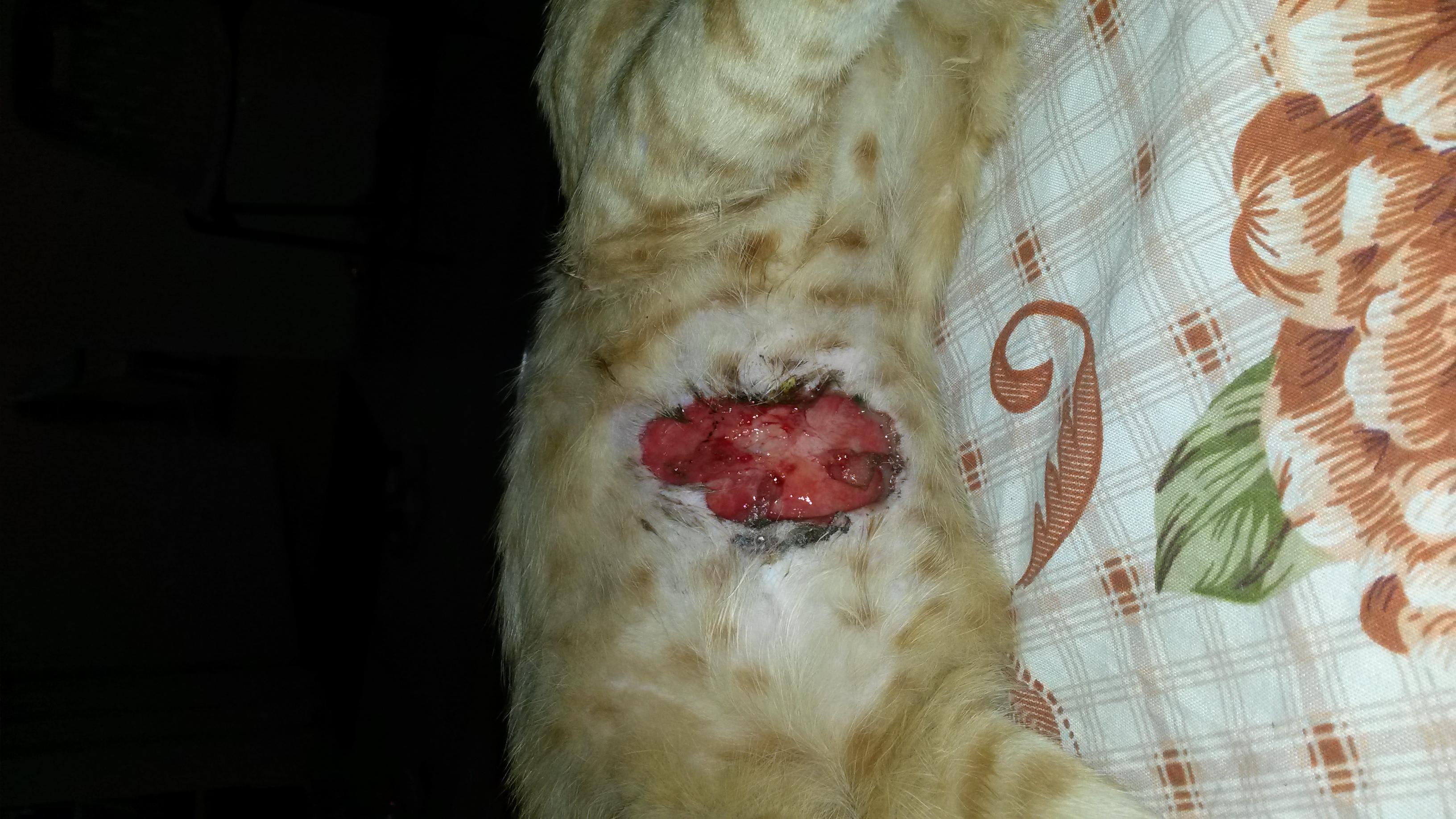 Injured Cat, No Vet? Learn First Aid for Your Feline Friend | Petco
