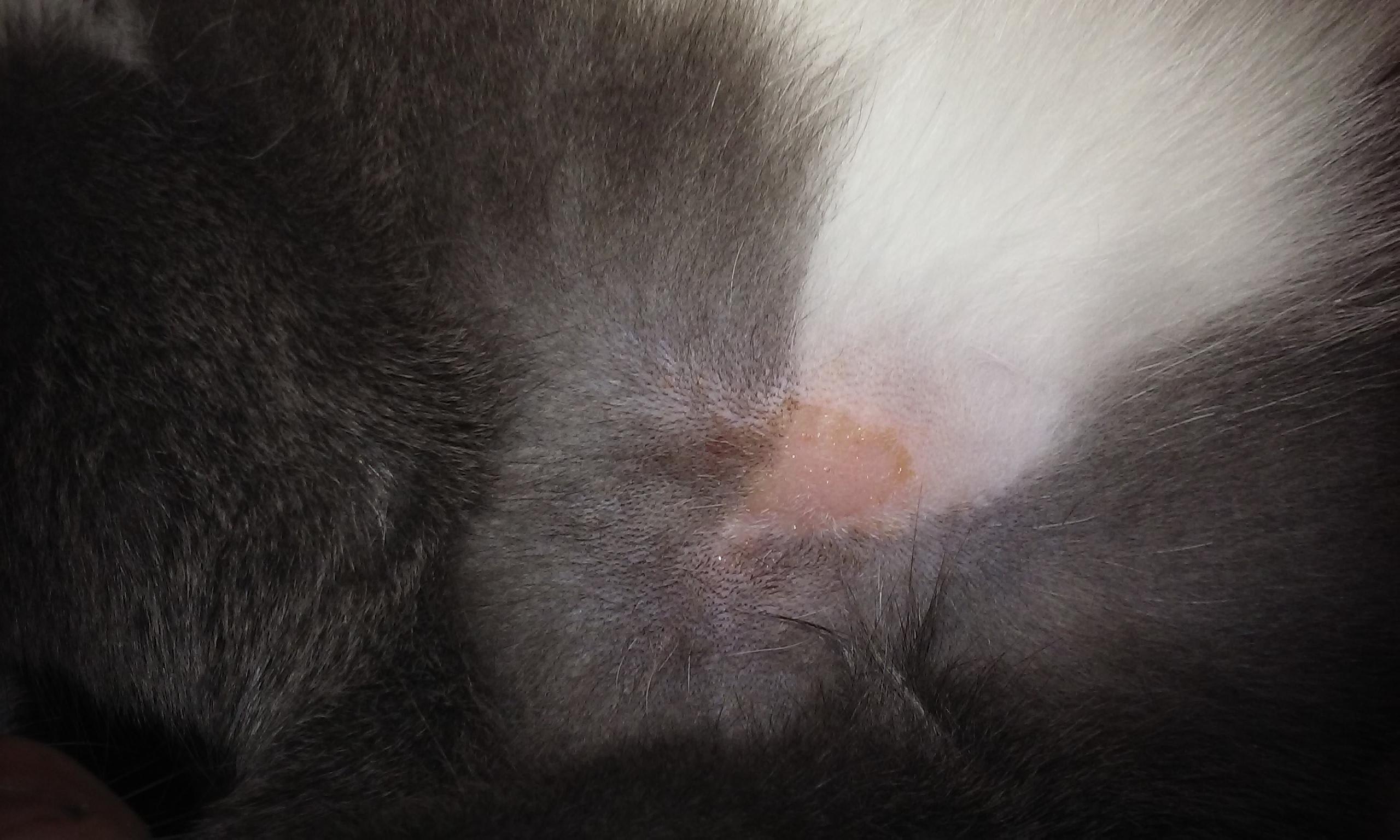 Is that raised, round bald spot on your cat's armpit ringworm? | Petco