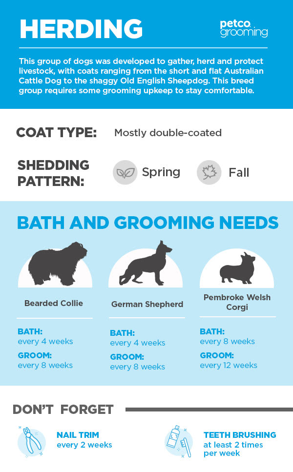 31 HQ Pictures How Often Should I Bathe My Cat : How Often Do I Wash My Dog? Advice for Pet Parents | Petco