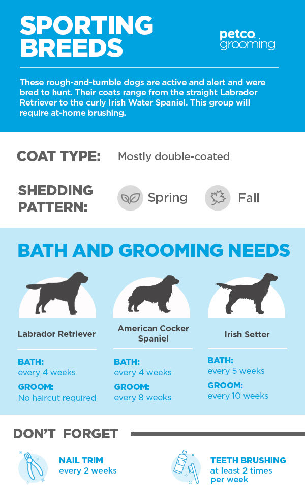 bathing with your dog