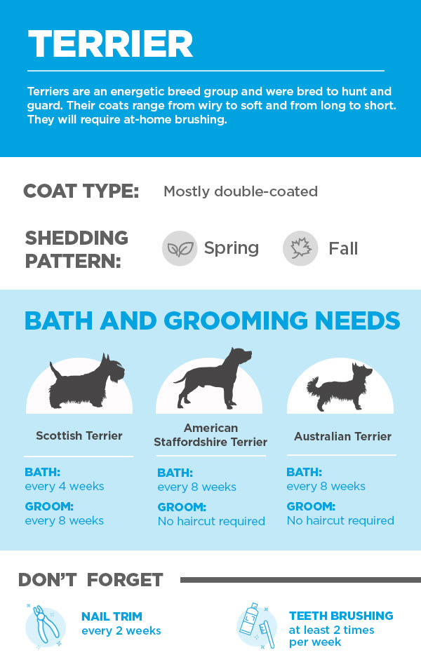 What can i use on my dog between baths