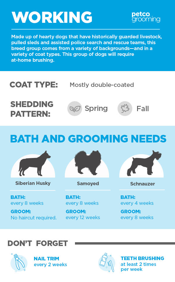 How Often Do I Wash My Dog Advice For Pet Parents Petco