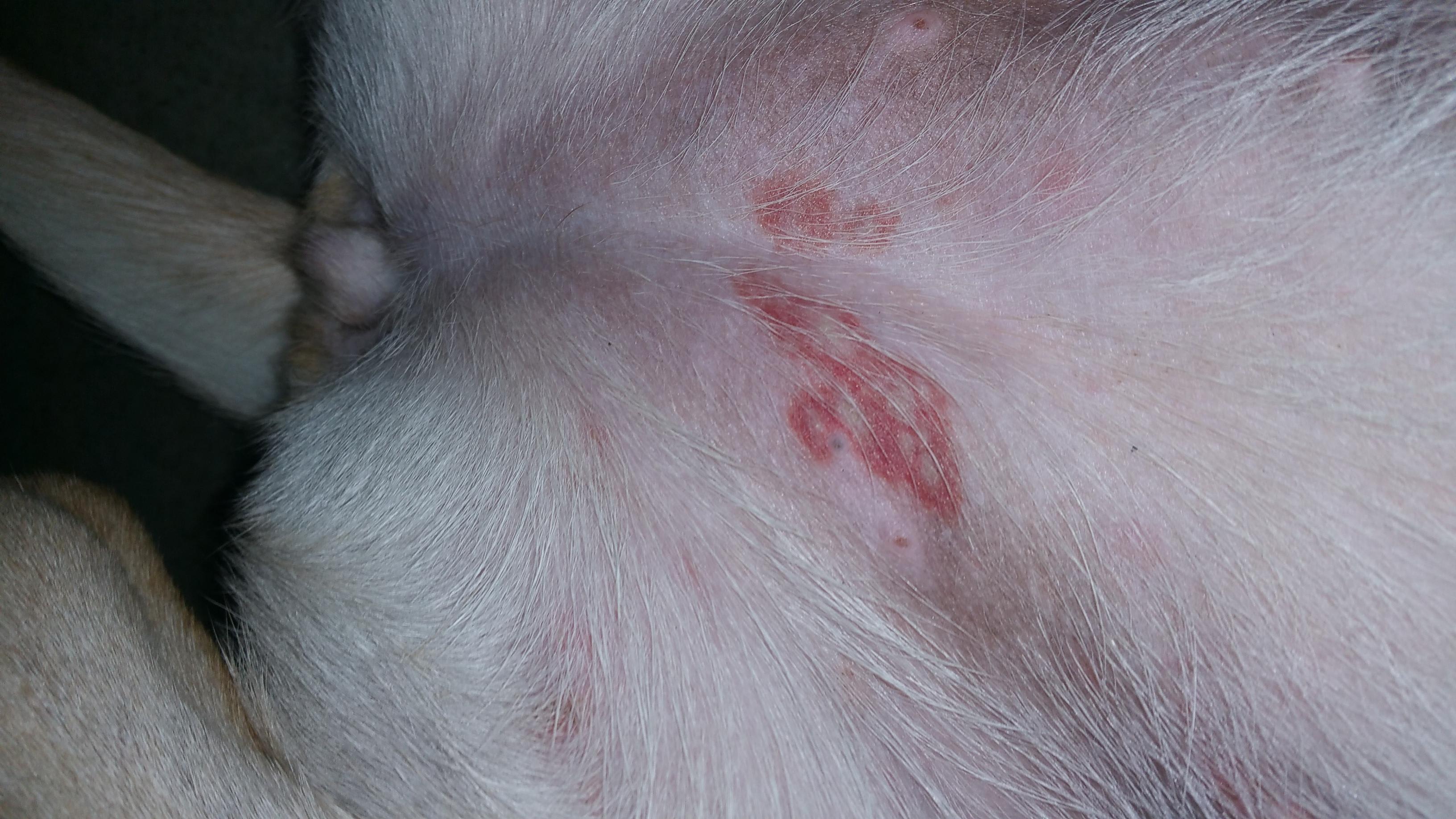 What Causes Red Spots on Your Dog's Belly & How to Treat Them | Petco