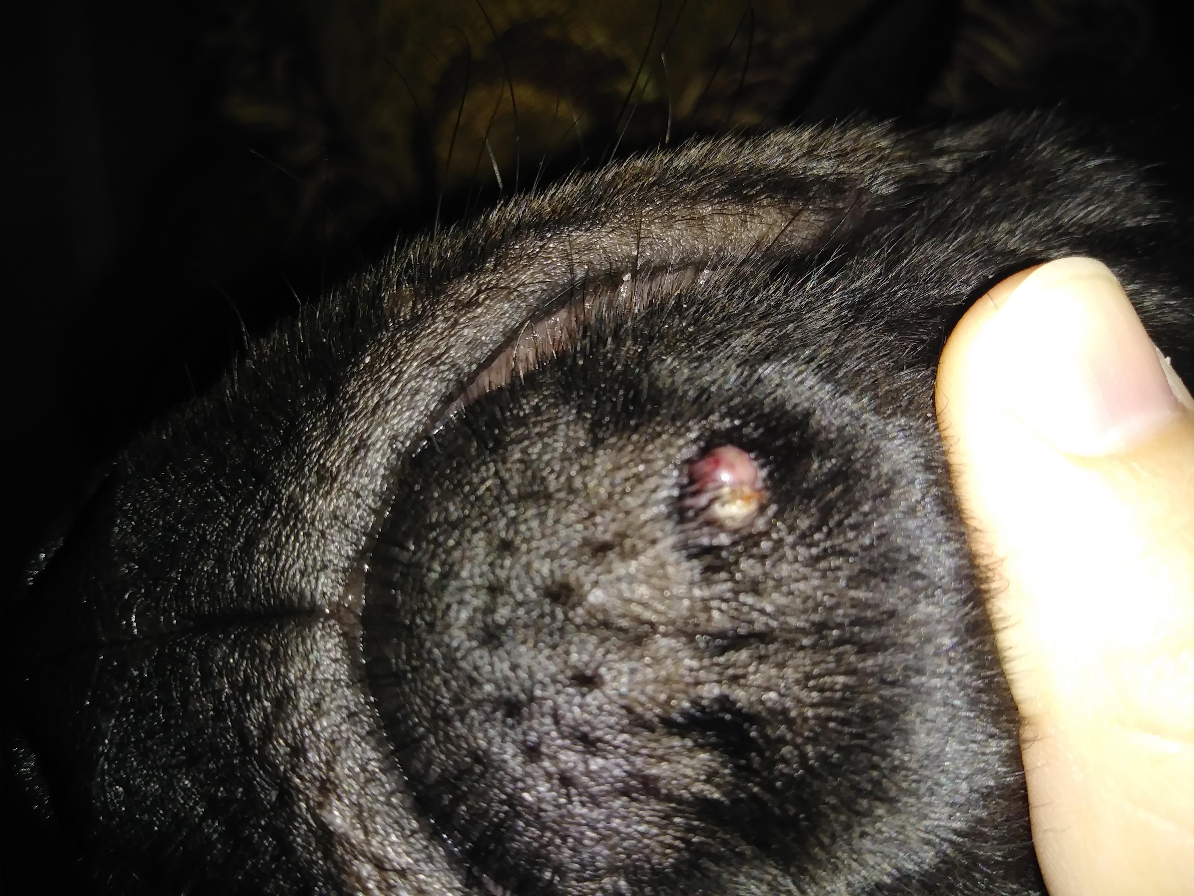 My Dog Has a Chin Bump: What Is It? Should I See a Vet? | Petco