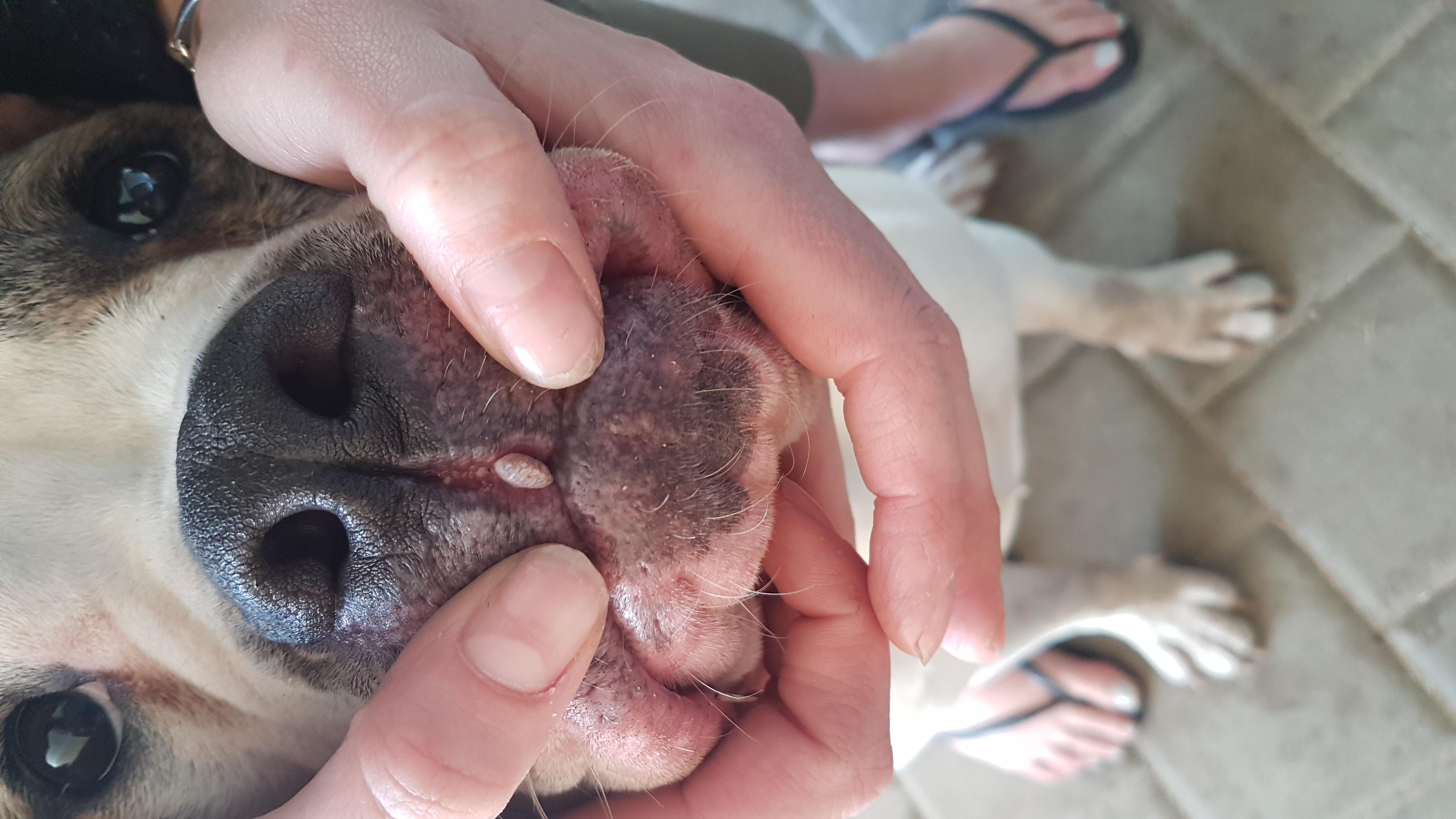 My dog has a soft growth on his face. Is it a papilloma wart? | Petco