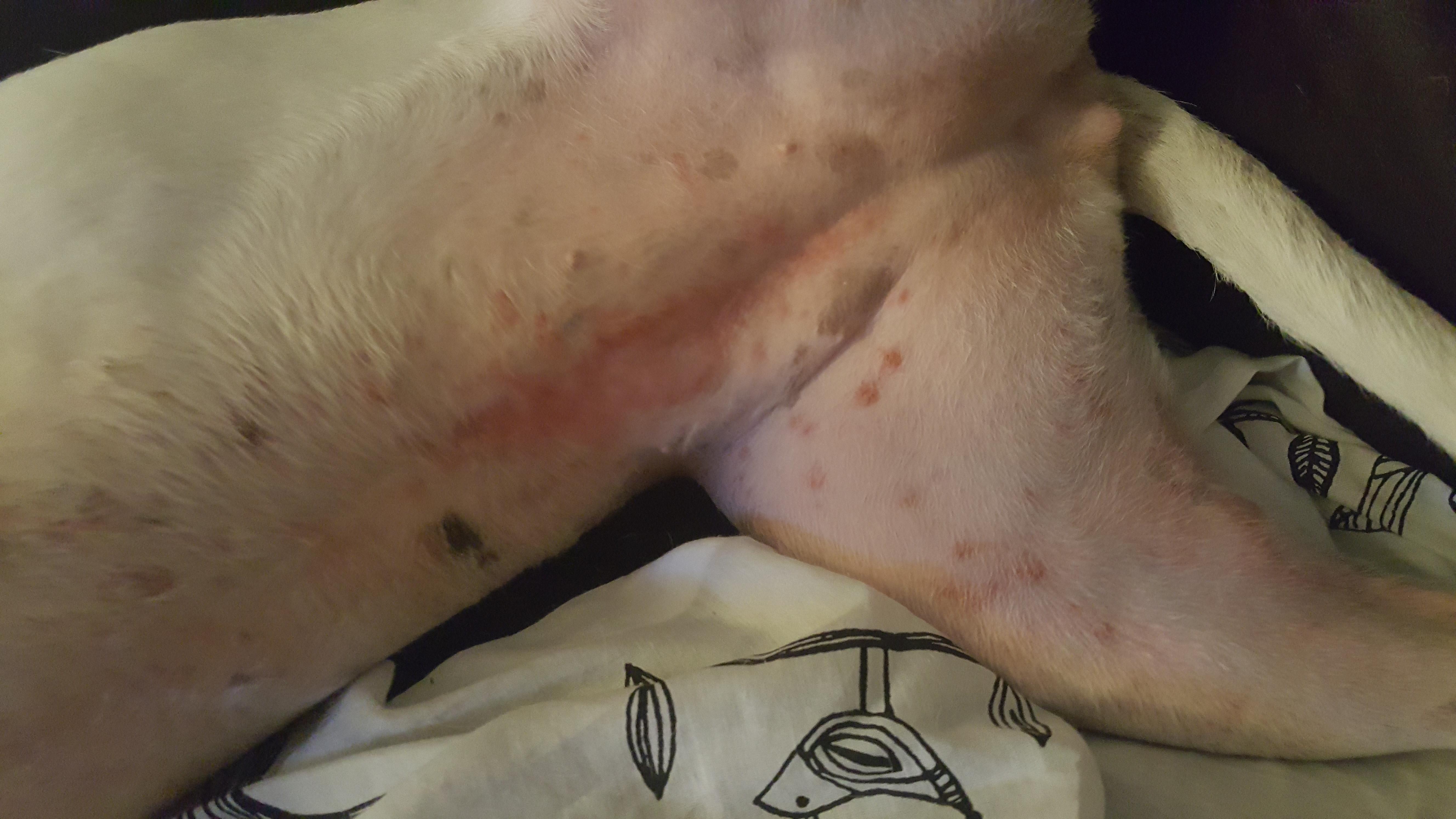 My Dog Has a Rash & Irritated Skin: What's Causing It? | Petco