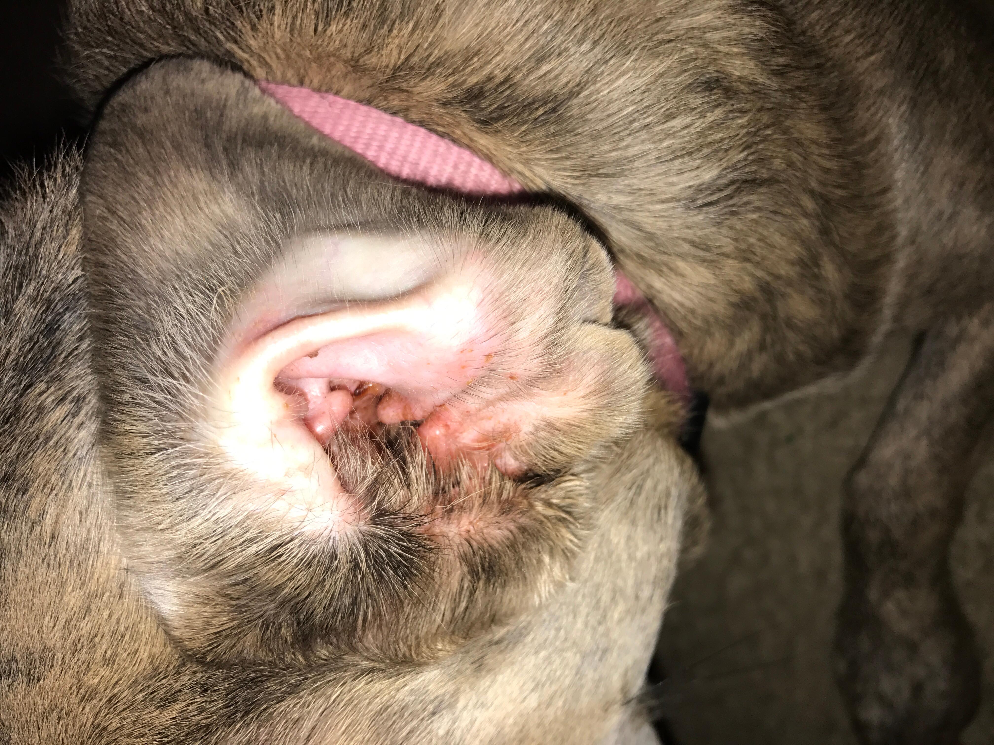 NSAIDs for Dogs and Cats - Ask A Vet