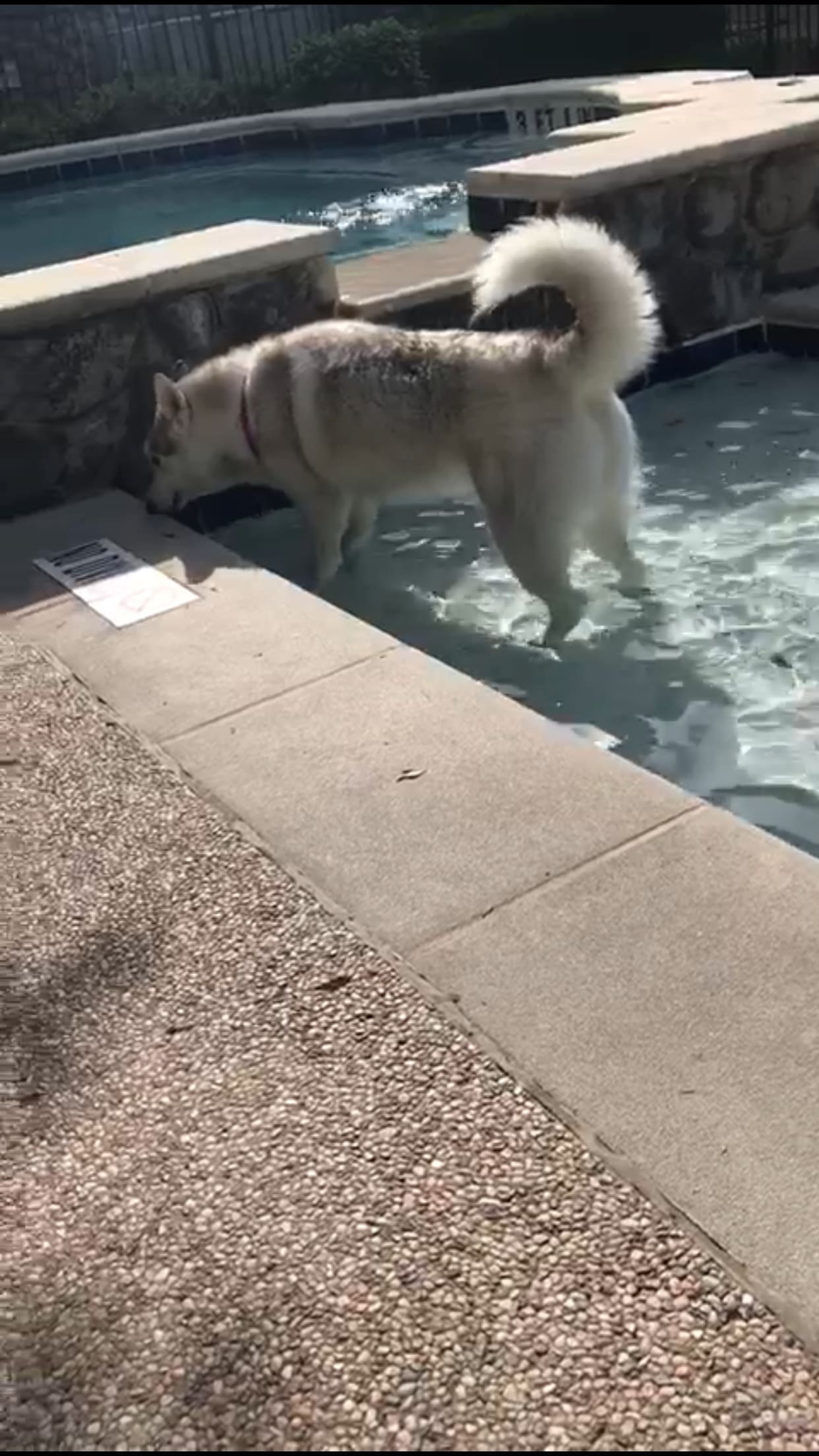 Dog Itching After Pool Swim? What to Do for Chlorine Irritation | Petco