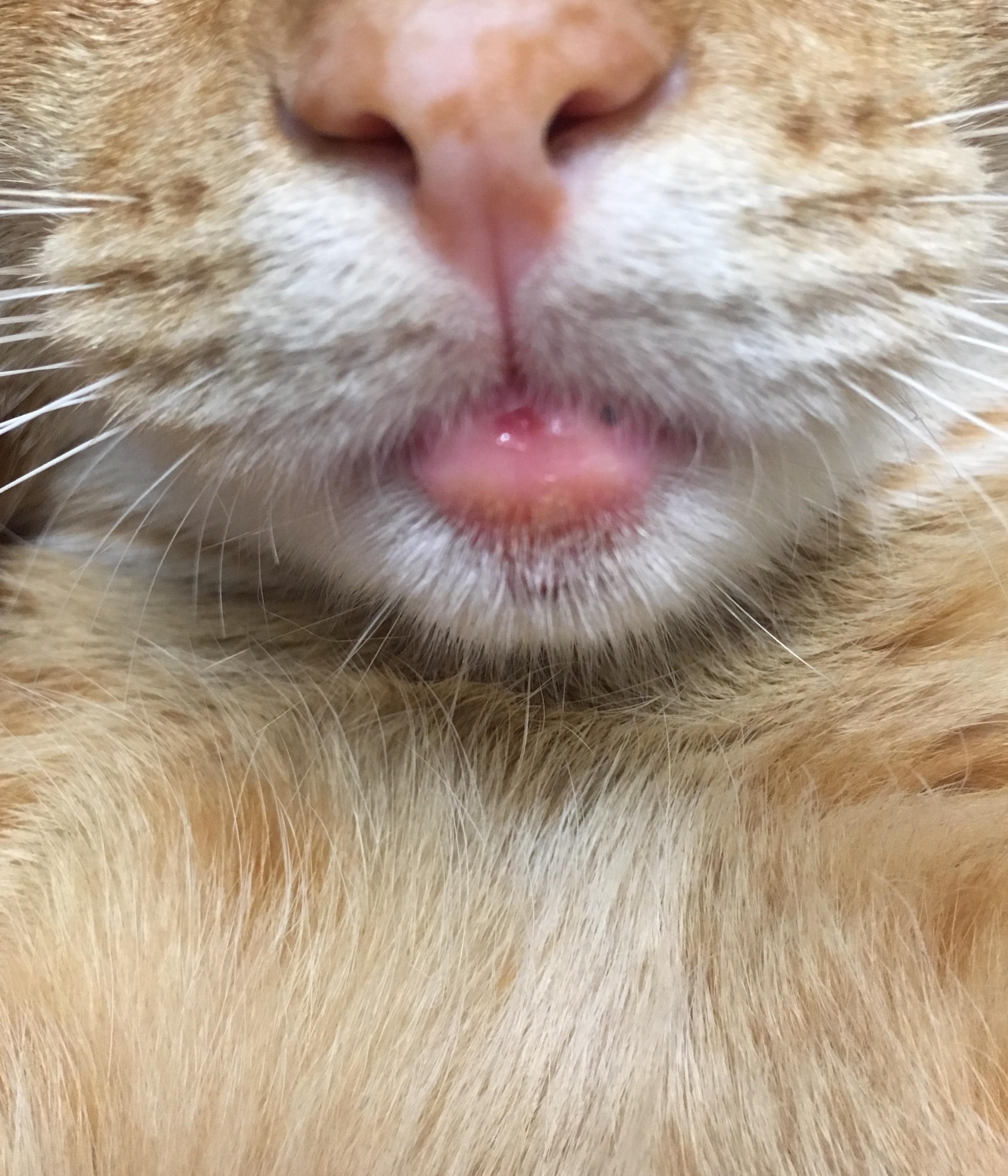 Why is my cat's mouth swollen, painful, and has an open sore? | Petco