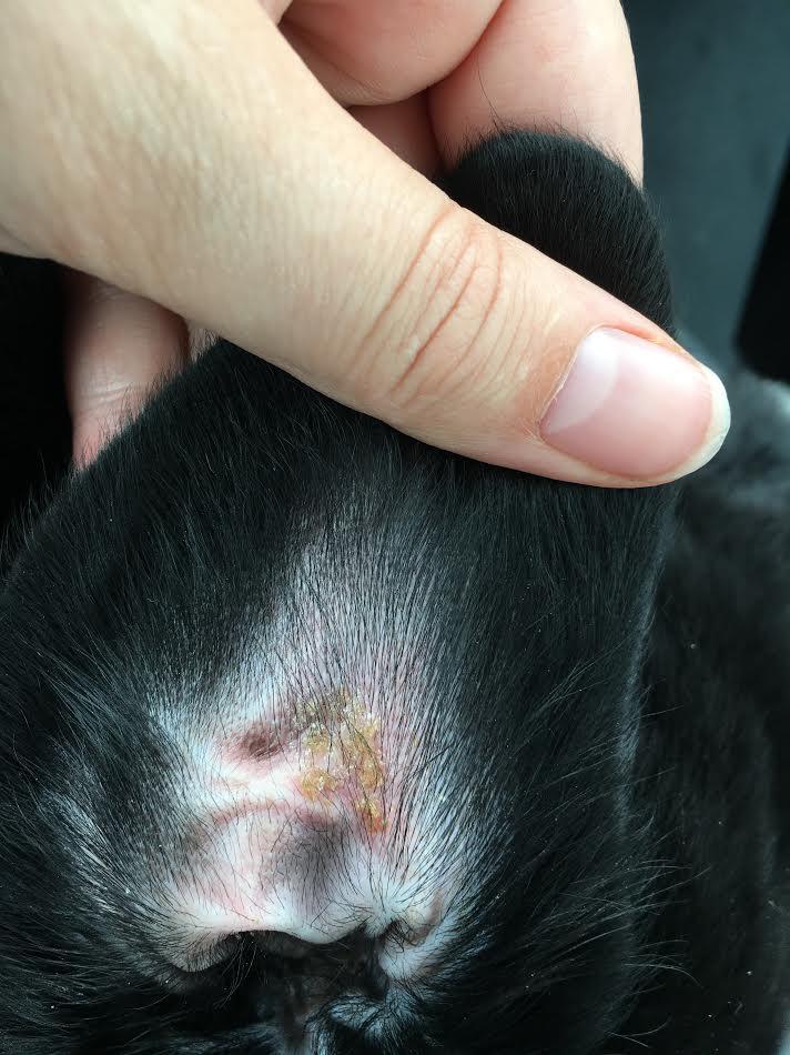 Puppy has swollen eyes, itching, ear scabs. What to do? | Petco