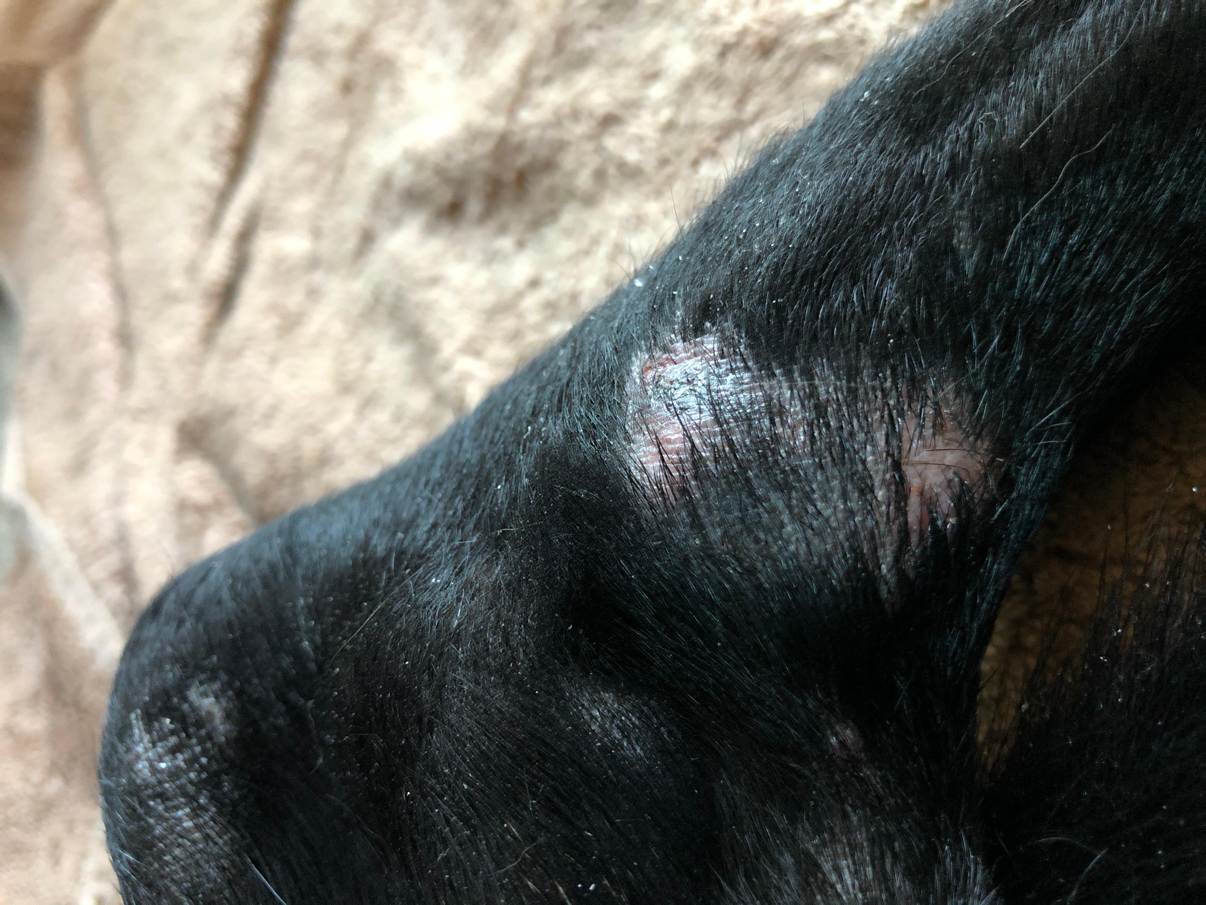 My dog has a liquid bump on his leg from biting. Is it a cyst? | Petco