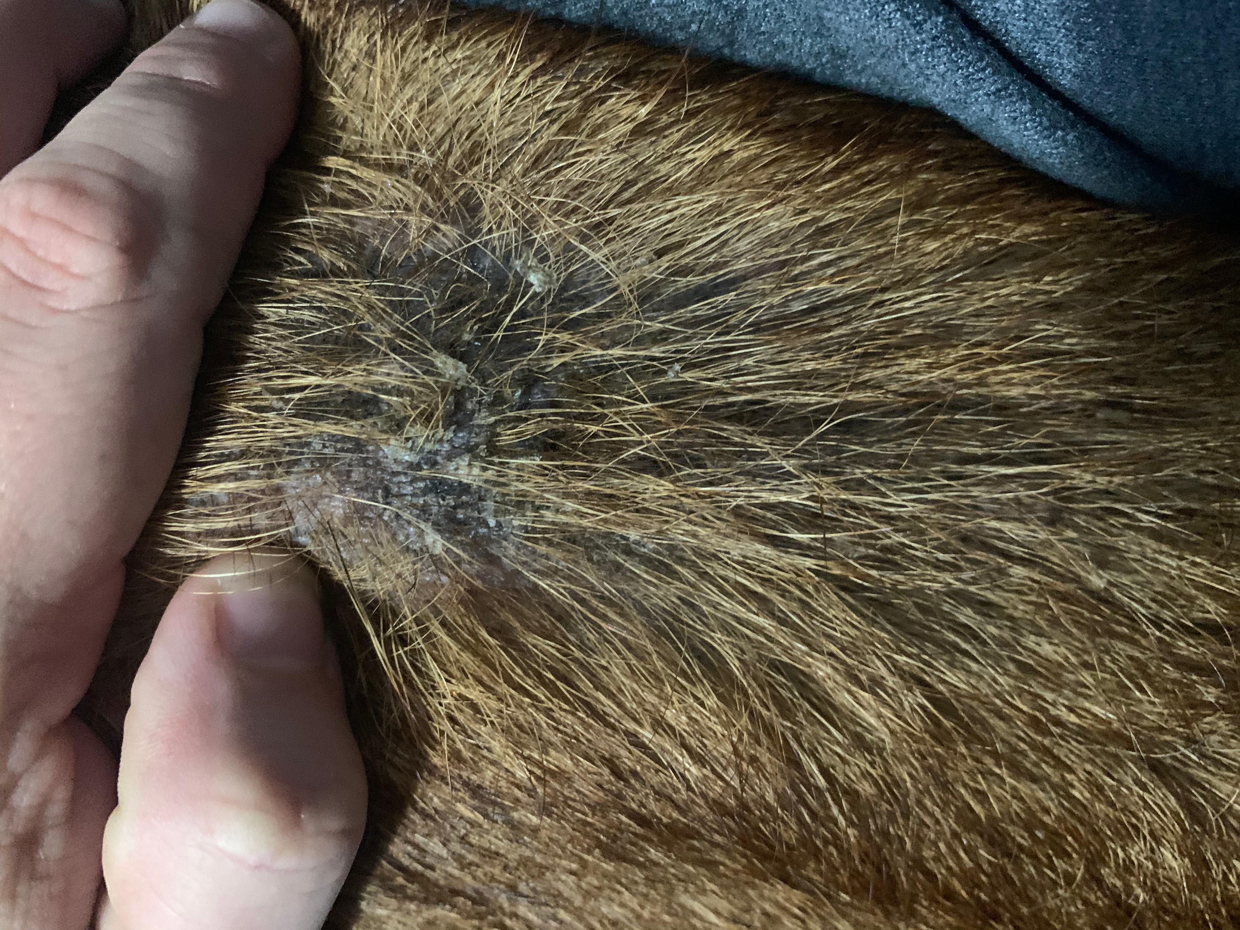 Photo inspiration: Visual Reference: My Dog Is Still Itching After Benadryl What To Do