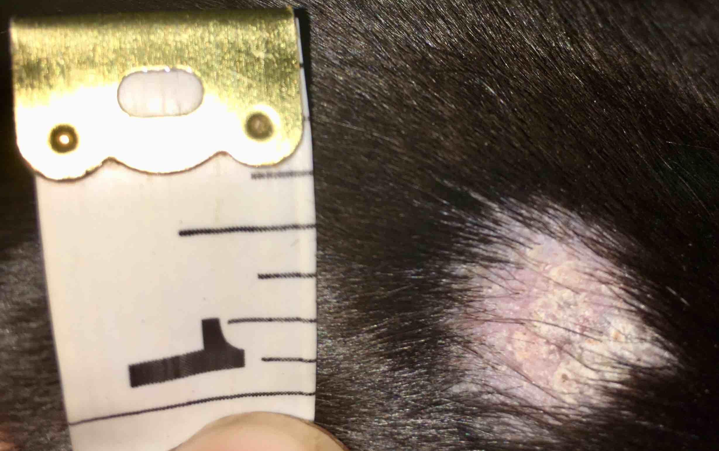 Why does my puppy have a scaly, hairless spot on his ear? | Petco