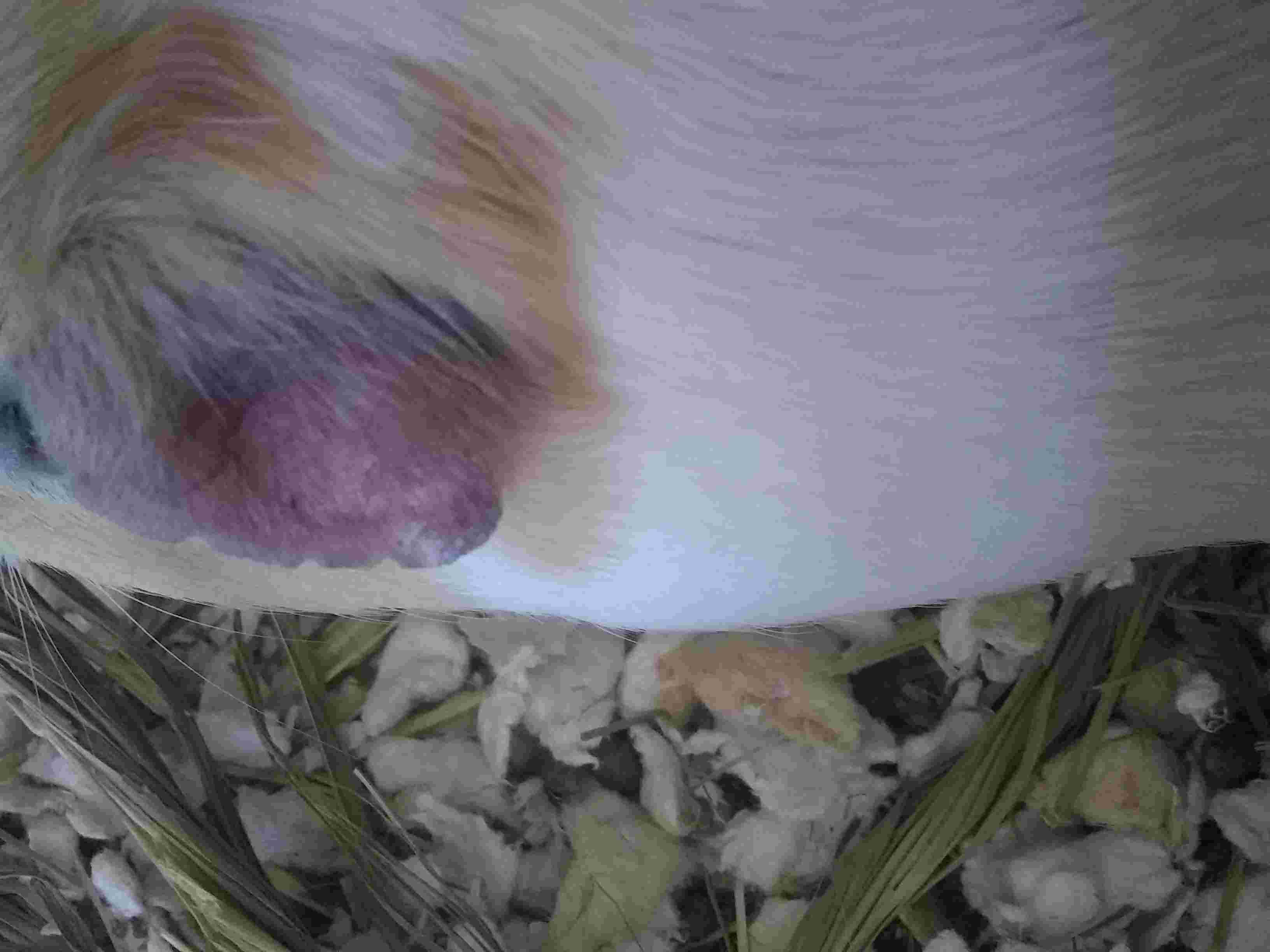 Why is my guinea pig's ear dry & crusty? Is it ringworm? | Petco