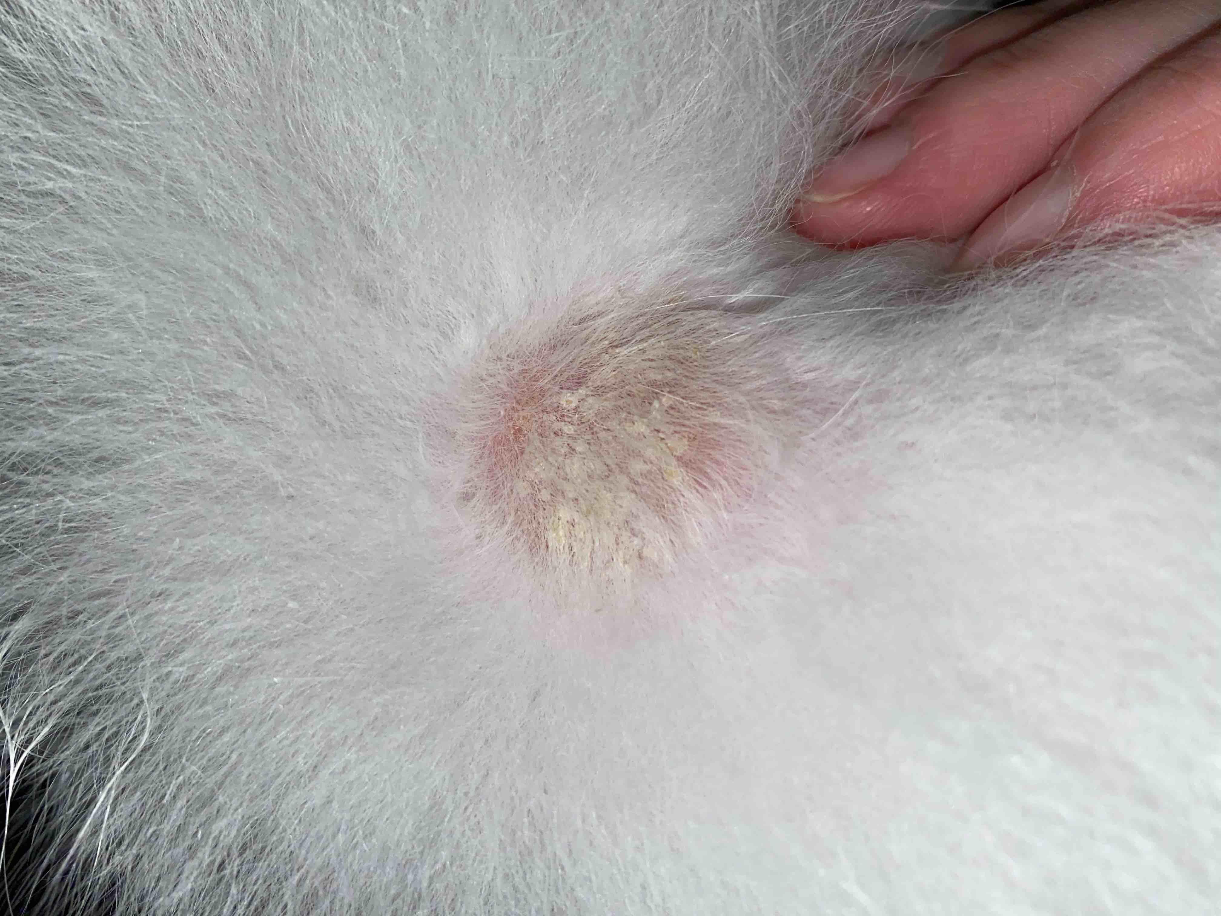 My puppy has an itchy, scaly spot on her back. Ringworm? | Petco