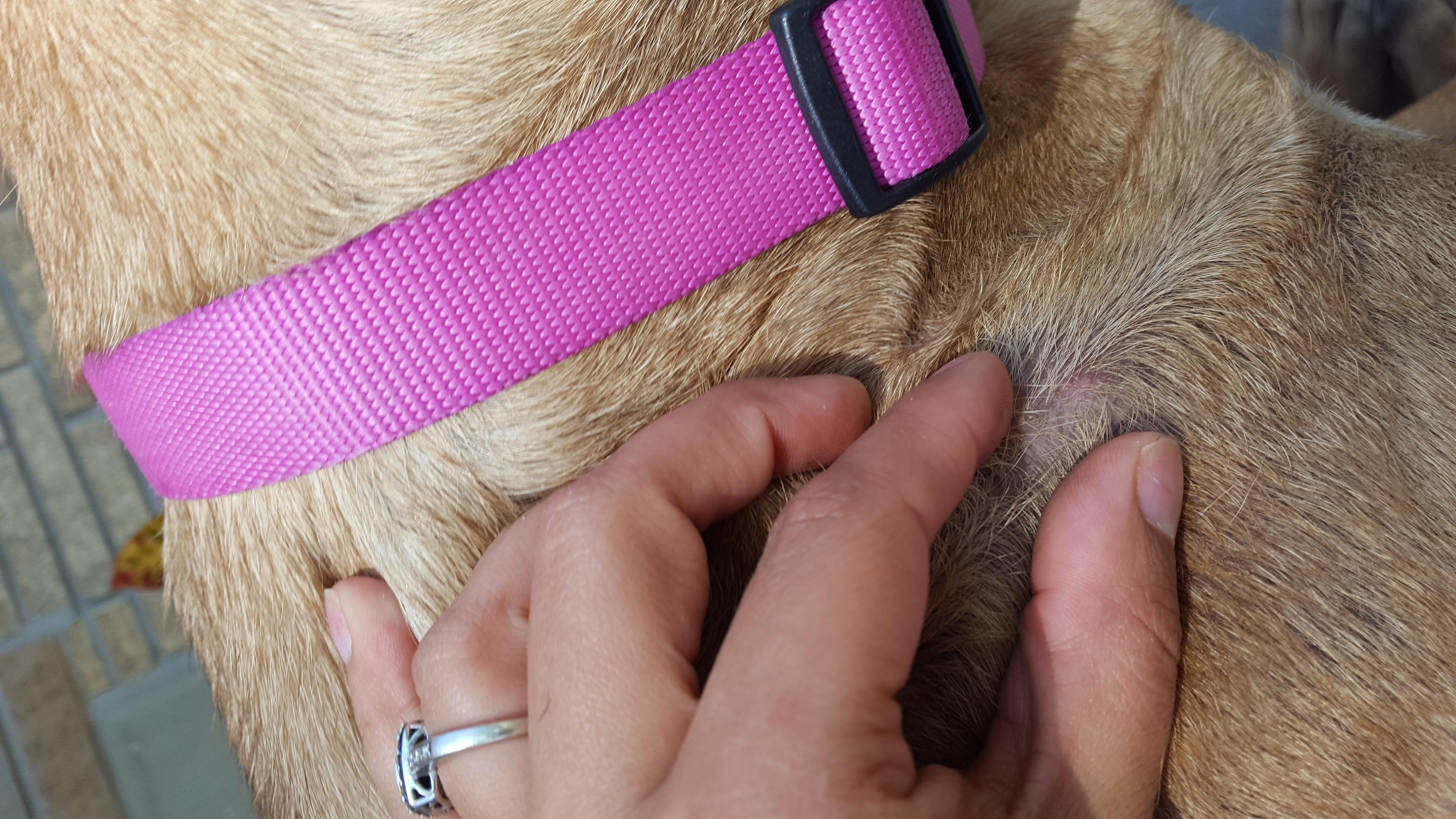 Why is my dog's skin dark, itchy, shedding, bumpy, and flaky? | Petco