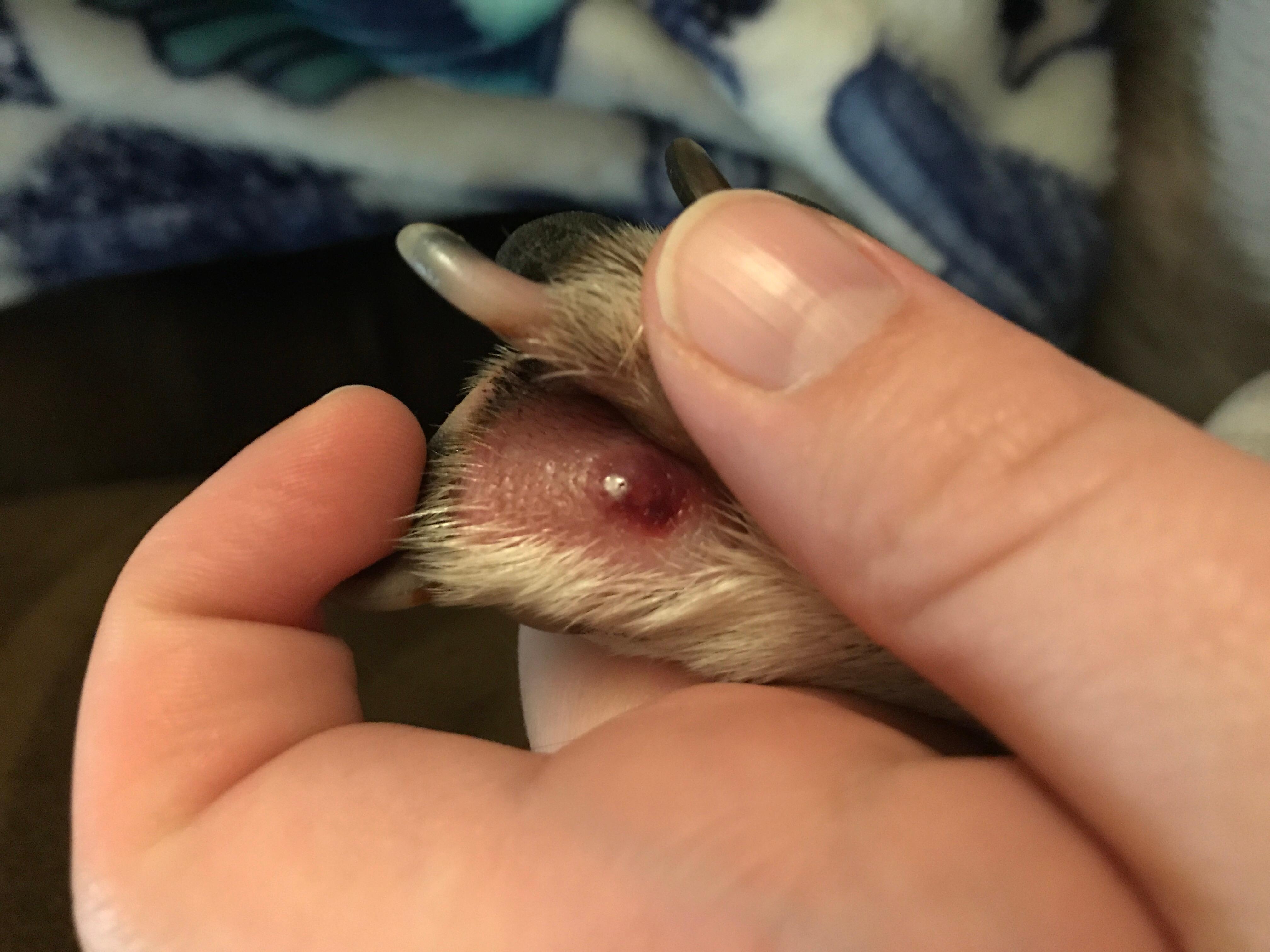 My dog has a swollen red bump between paw pads. What to do? | Petco