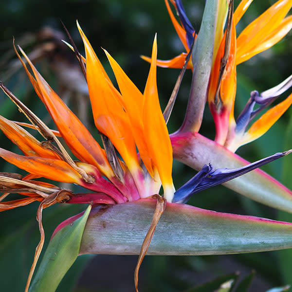 bird of paradise plant poisonous to dogs