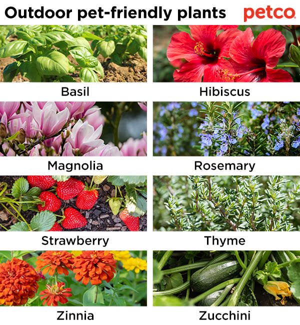 Pet Friendly And Not So Plants, Outdoor Plants Poisonous To Dogs