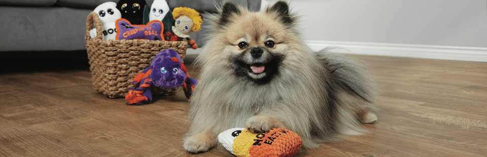 petco canned pumpkin