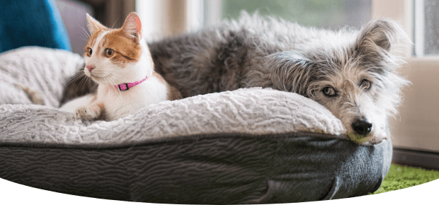 Cat and Dog