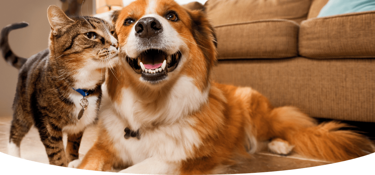 Dog and Cat