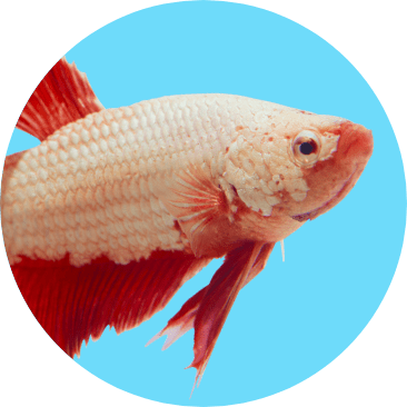 Shop Fish