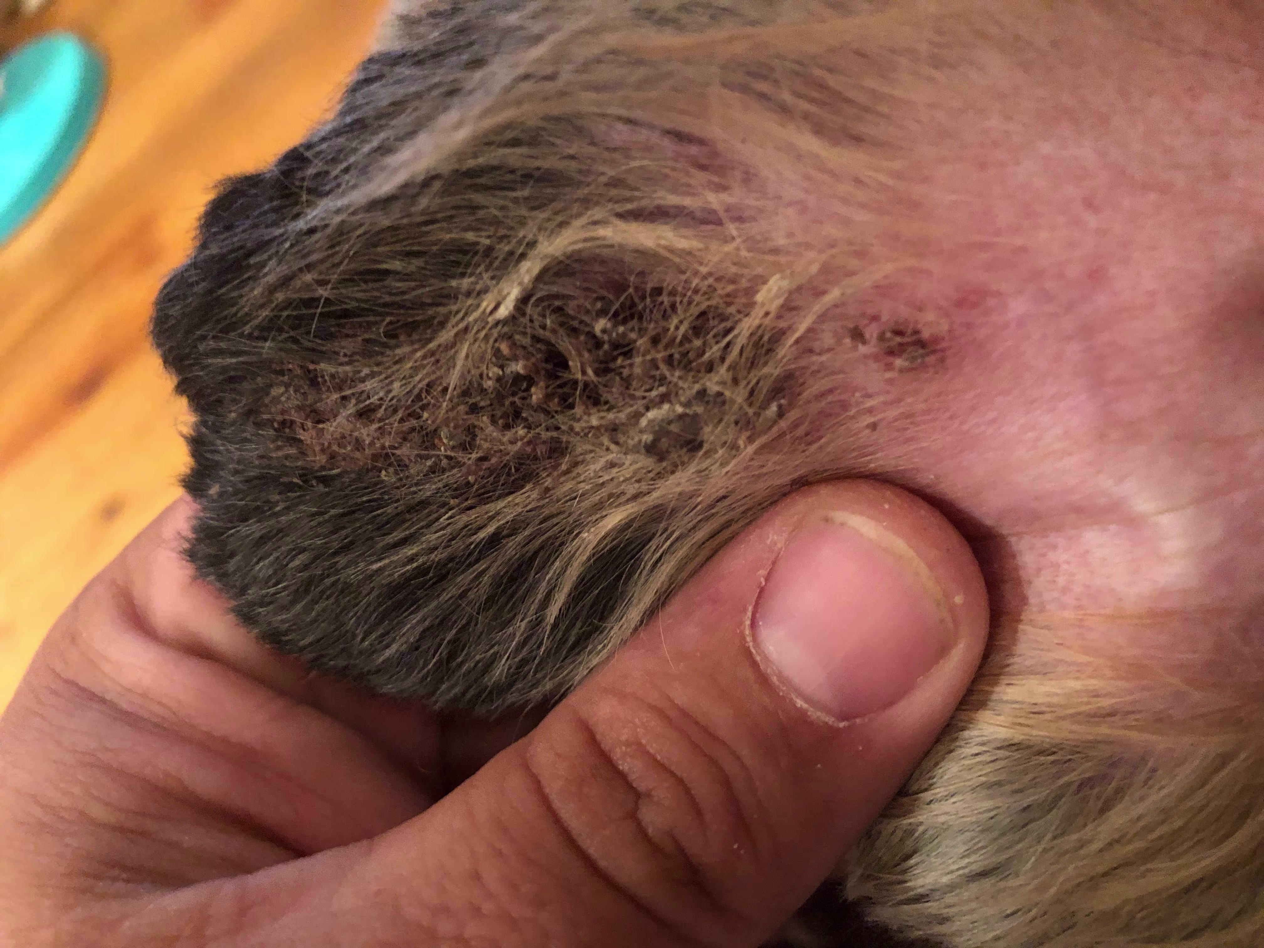 Dog has ear scabs after grooming. Is it clipper burn or infection? | Petco