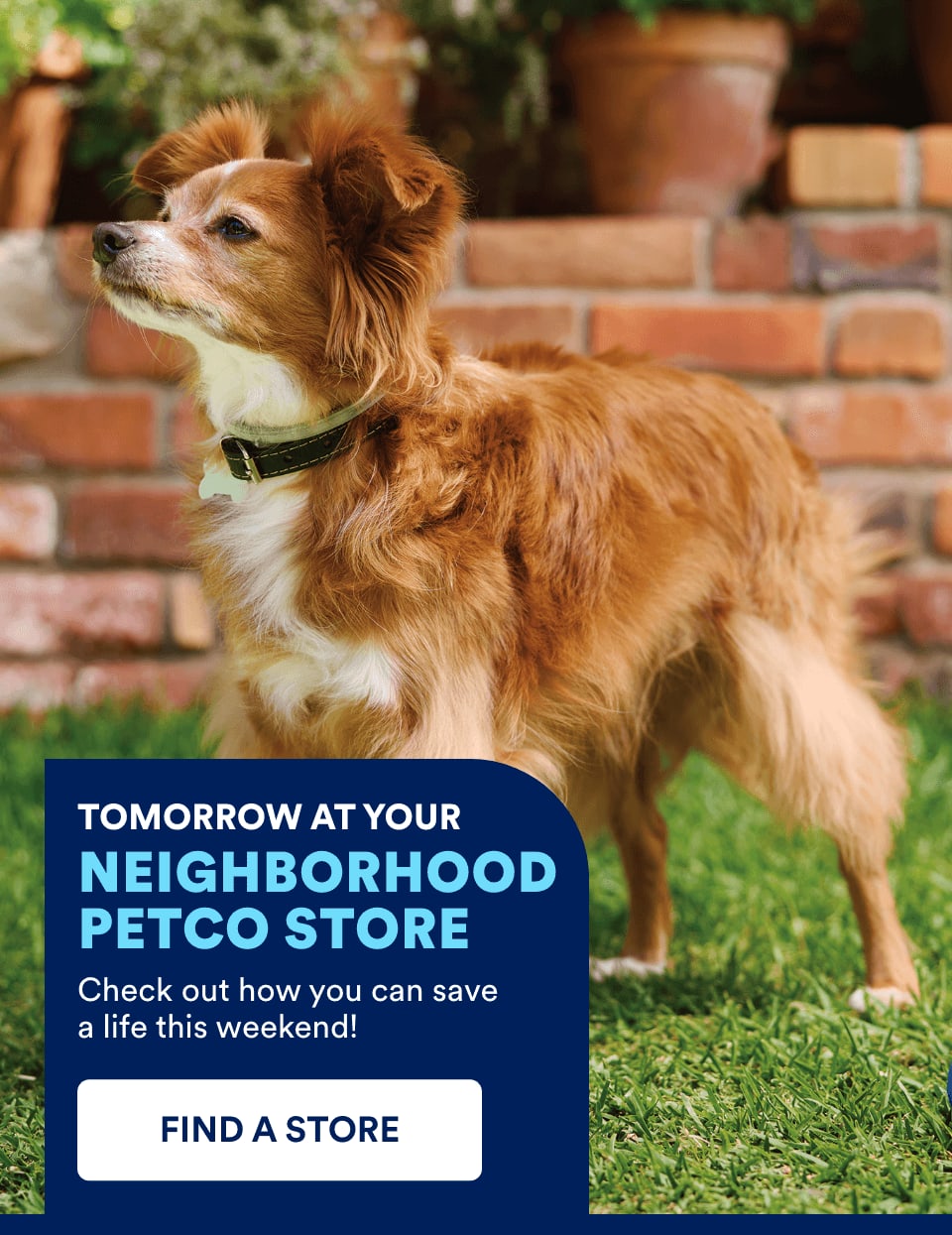 TOMORROW AT YOUR NEIGHBORHOOD PETCO STORE. Check out how you can save a life this weekend! FIND A STORE