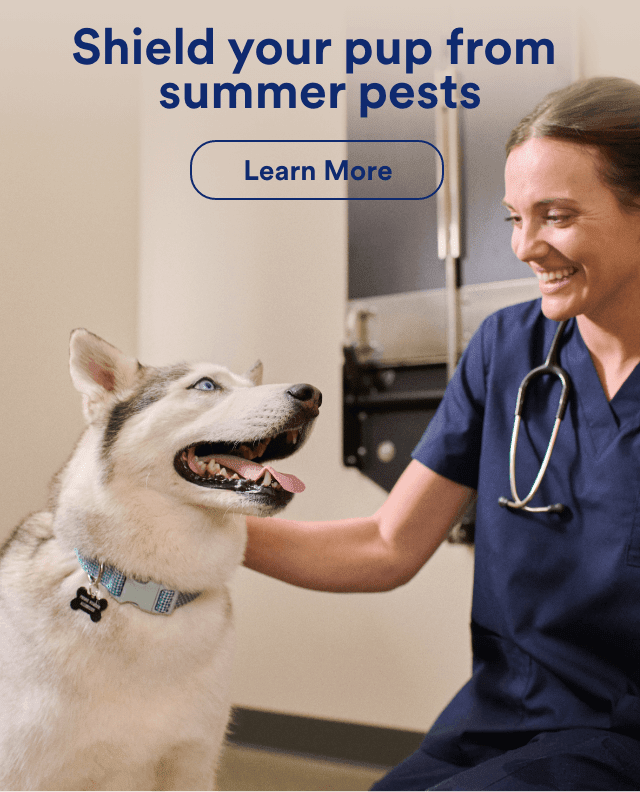Shield your pup from summer pests