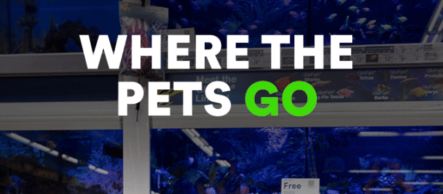 Where the pets go for the dog days of summer...for snackies + scratchies...to find a new toy...to make new friends.