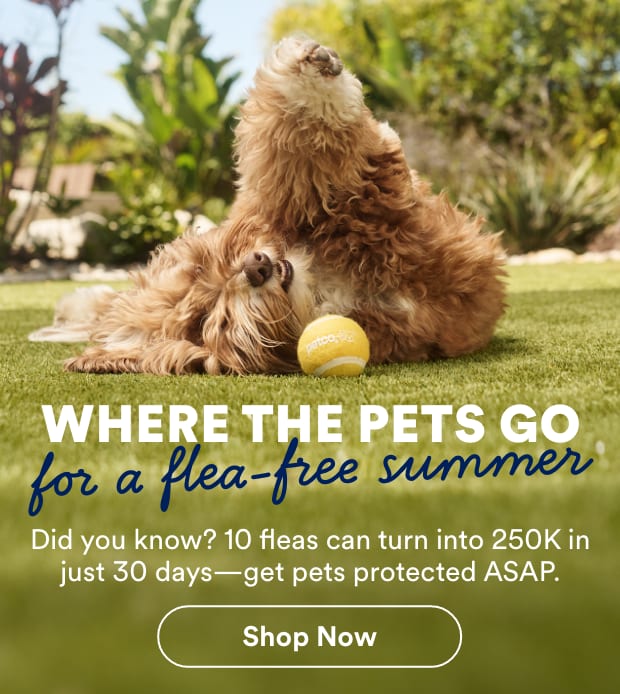 Where the pets go for a flea summer