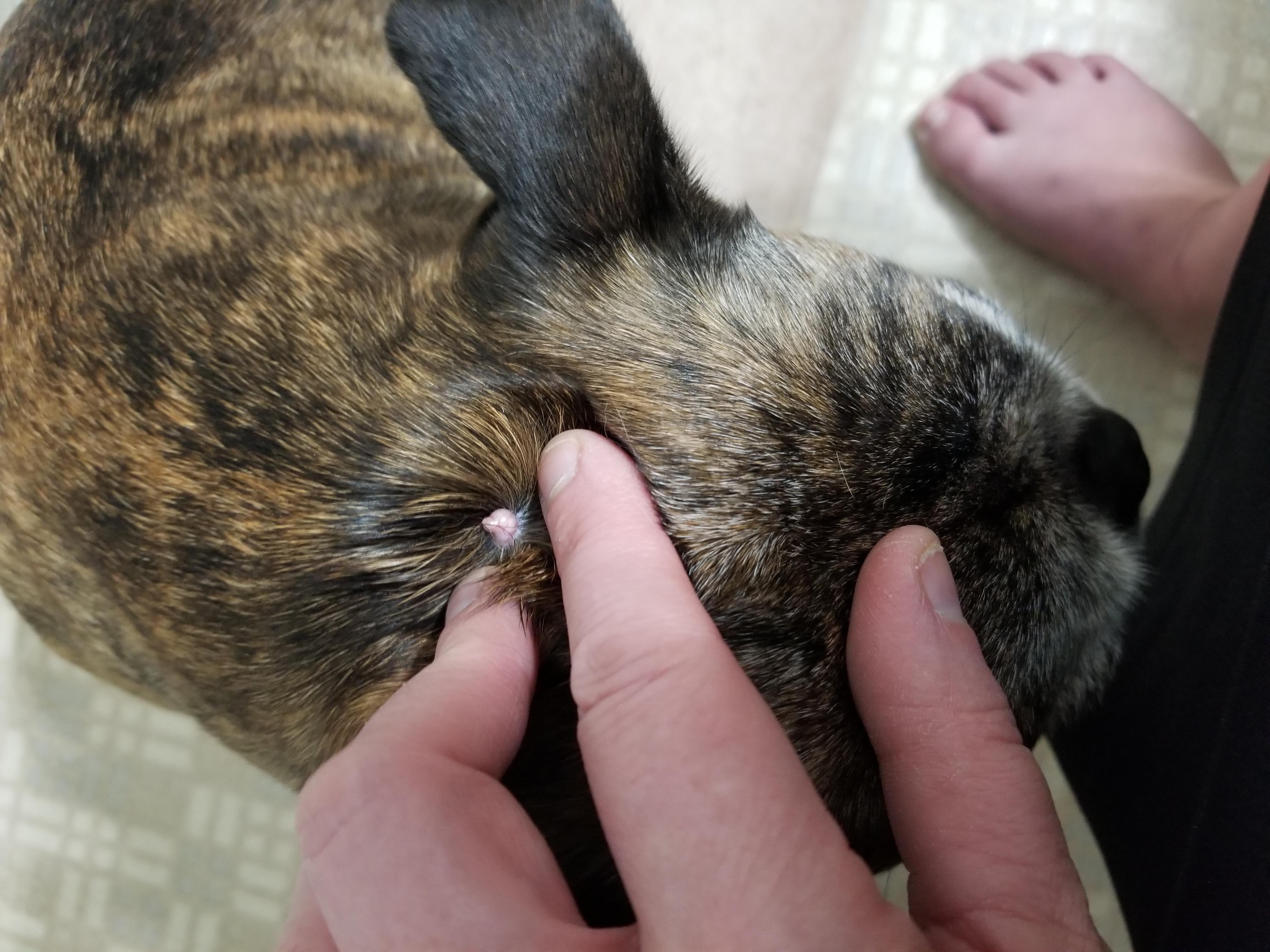 what-s-a-red-raised-lump-on-my-dog-s-neck-with-blood-vessels-petco